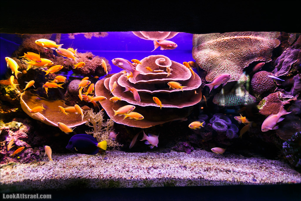 Эйлат - подводная обсерватория Океанаирум | LookAtIsrael.com - Фото путешествия по Израилю