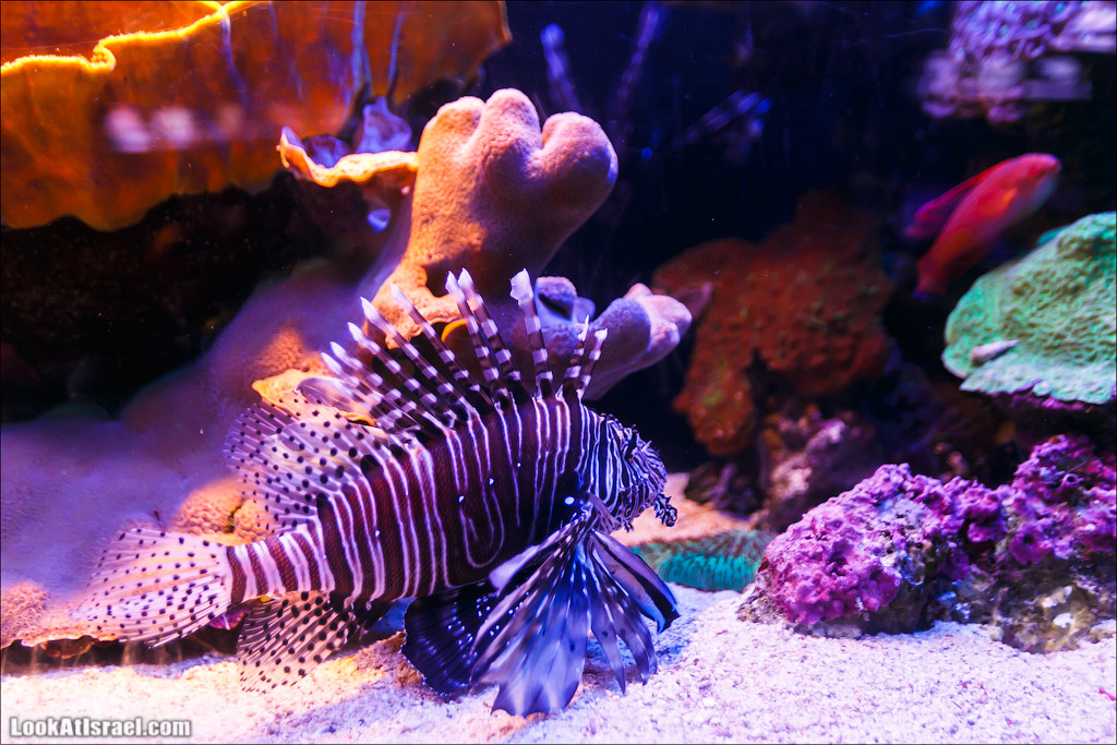 Эйлат - подводная обсерватория Океанаирум | LookAtIsrael.com - Фото путешествия по Израилю