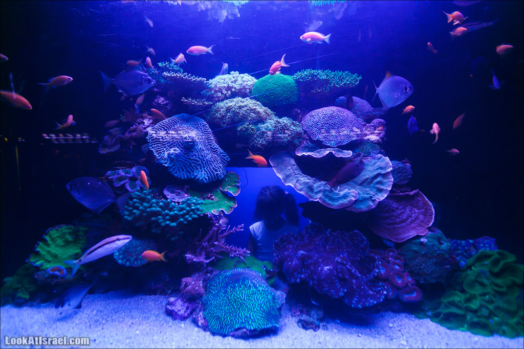 Эйлат - подводная обсерватория Океанаирум | LookAtIsrael.com - Фото путешествия по Израилю