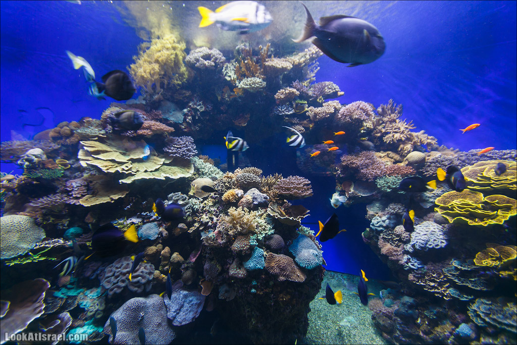 Эйлат - подводная обсерватория Океанаирум | LookAtIsrael.com - Фото путешествия по Израилю