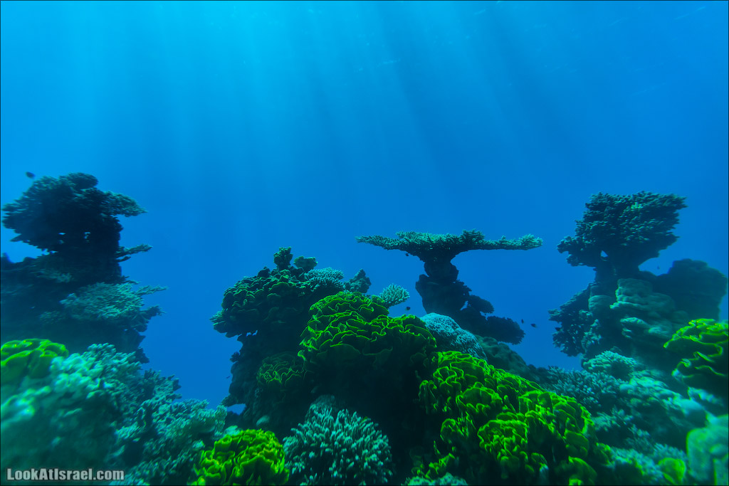 Эйлат - подводная обсерватория Океанаирум | LookAtIsrael.com - Фото путешествия по Израилю
