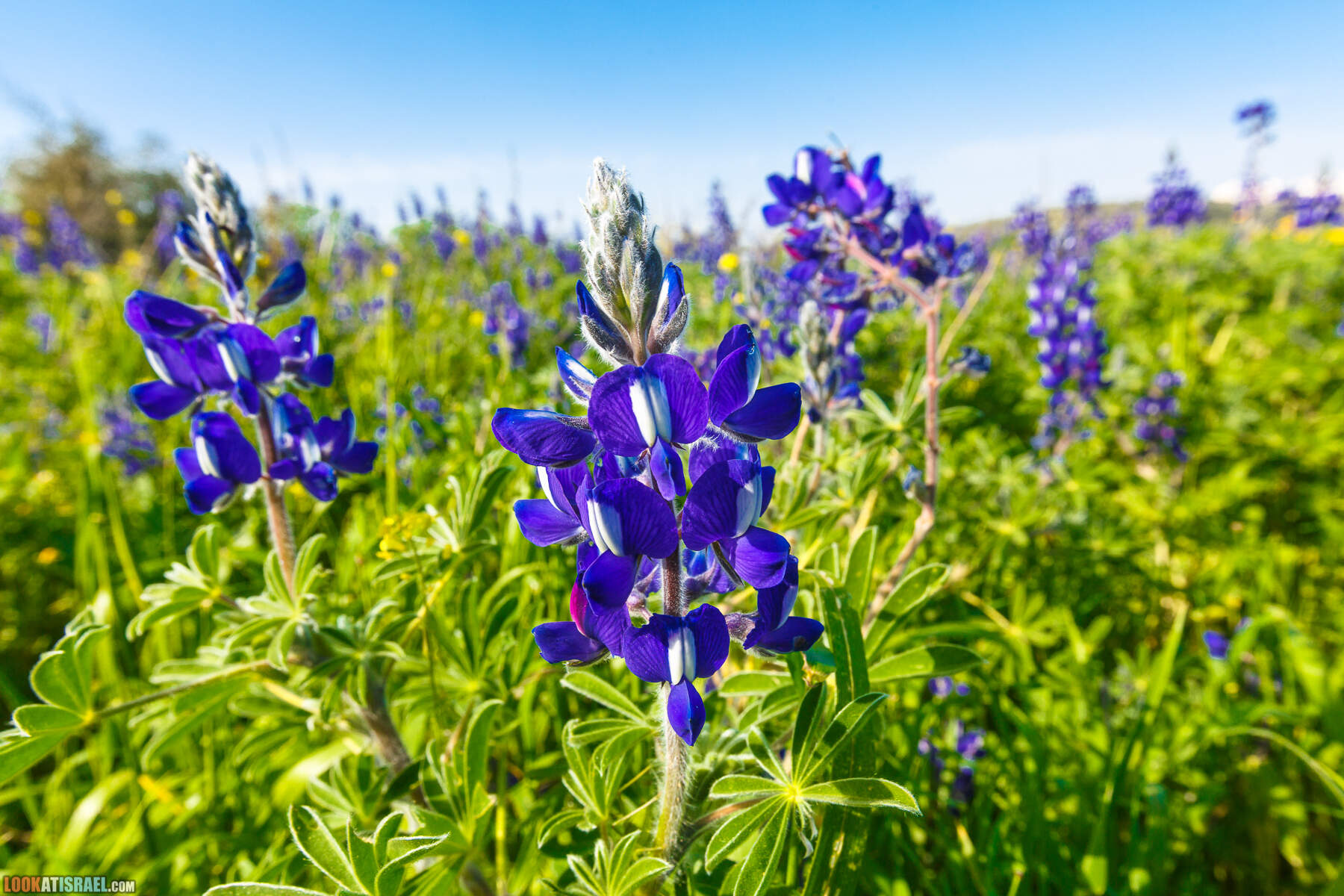 Холм люпинов Тель Шука в долине Эла