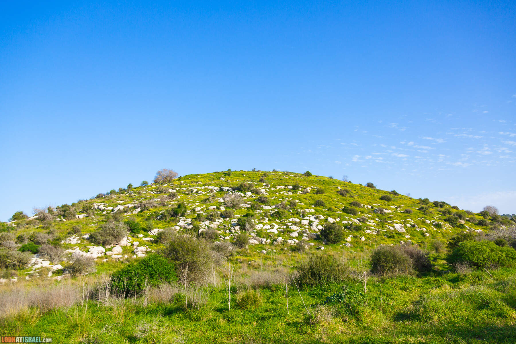 Люпины в Израиле | LookAtIsrael.com - Фото путешествия по Израилю
