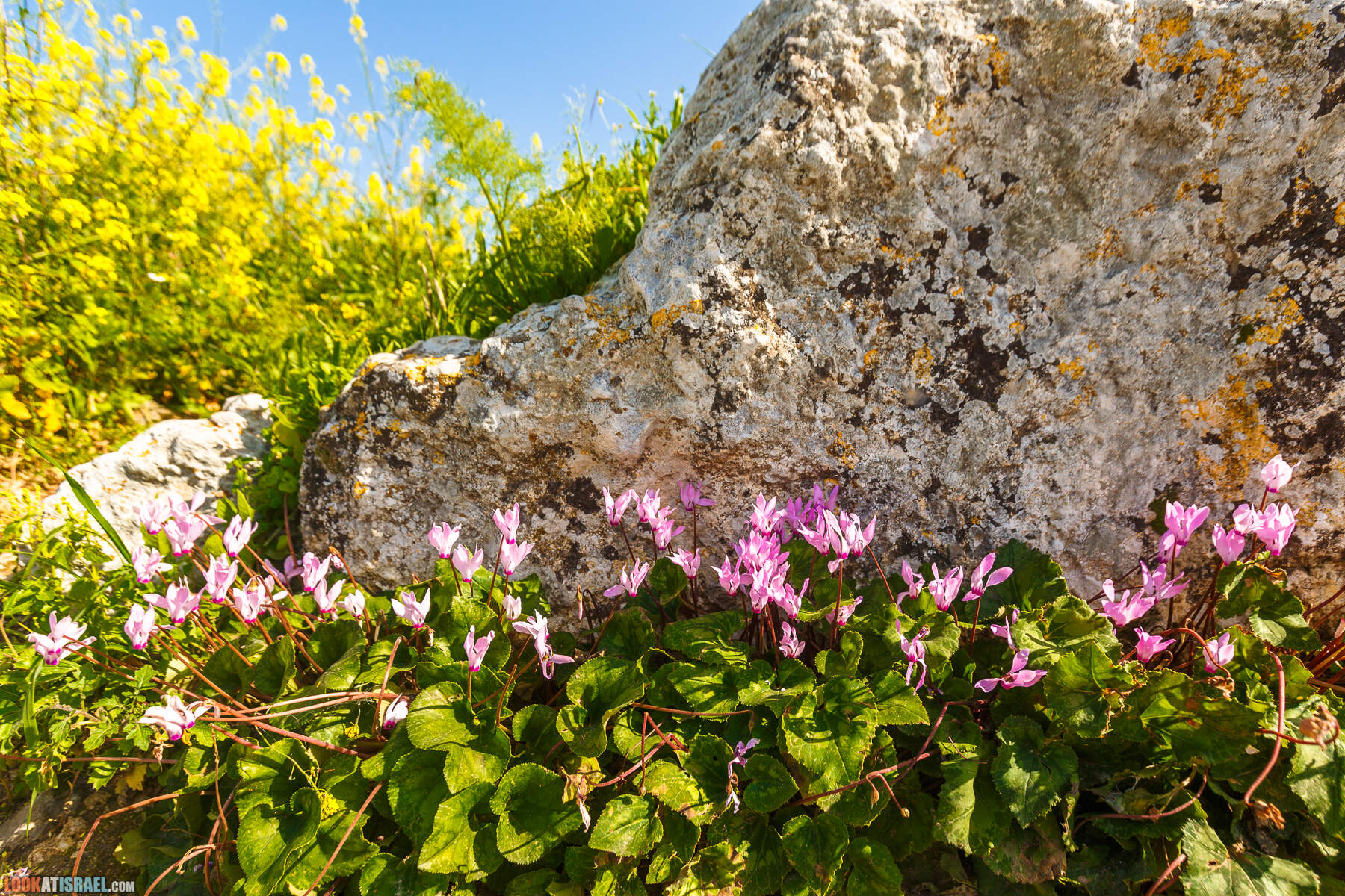 Люпины в Израиле | LookAtIsrael.com - Фото путешествия по Израилю