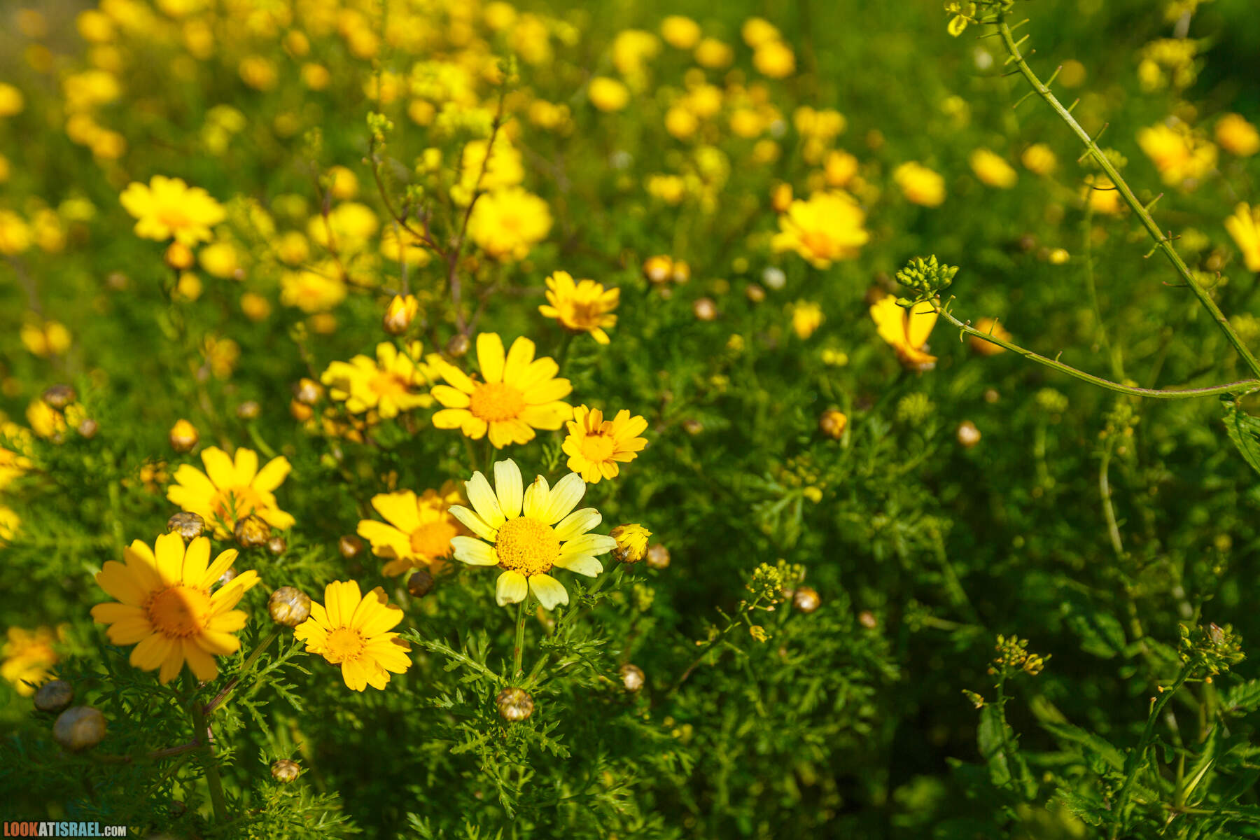 Люпины в Израиле | LookAtIsrael.com - Фото путешествия по Израилю