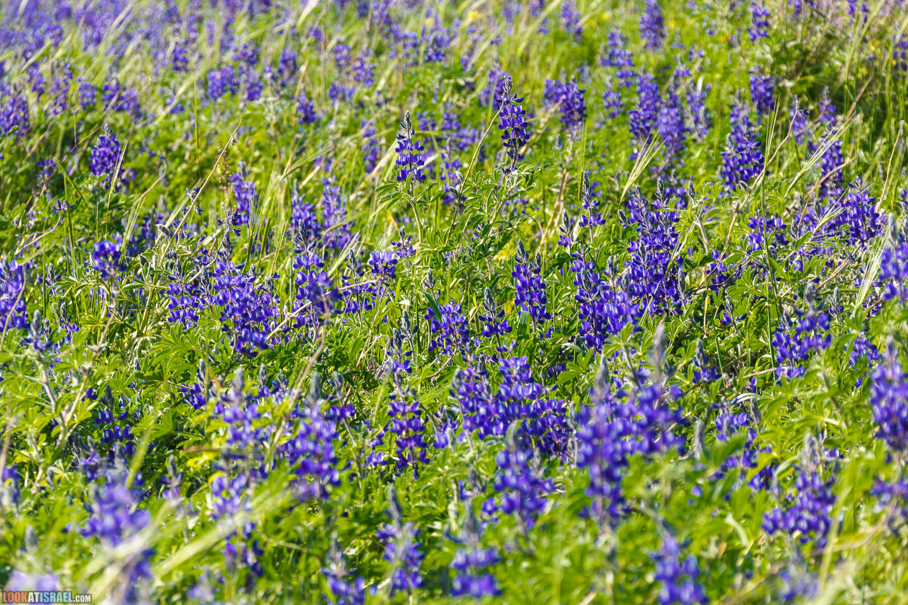 Люпины в Израиле | LookAtIsrael.com - Фото путешествия по Израилю