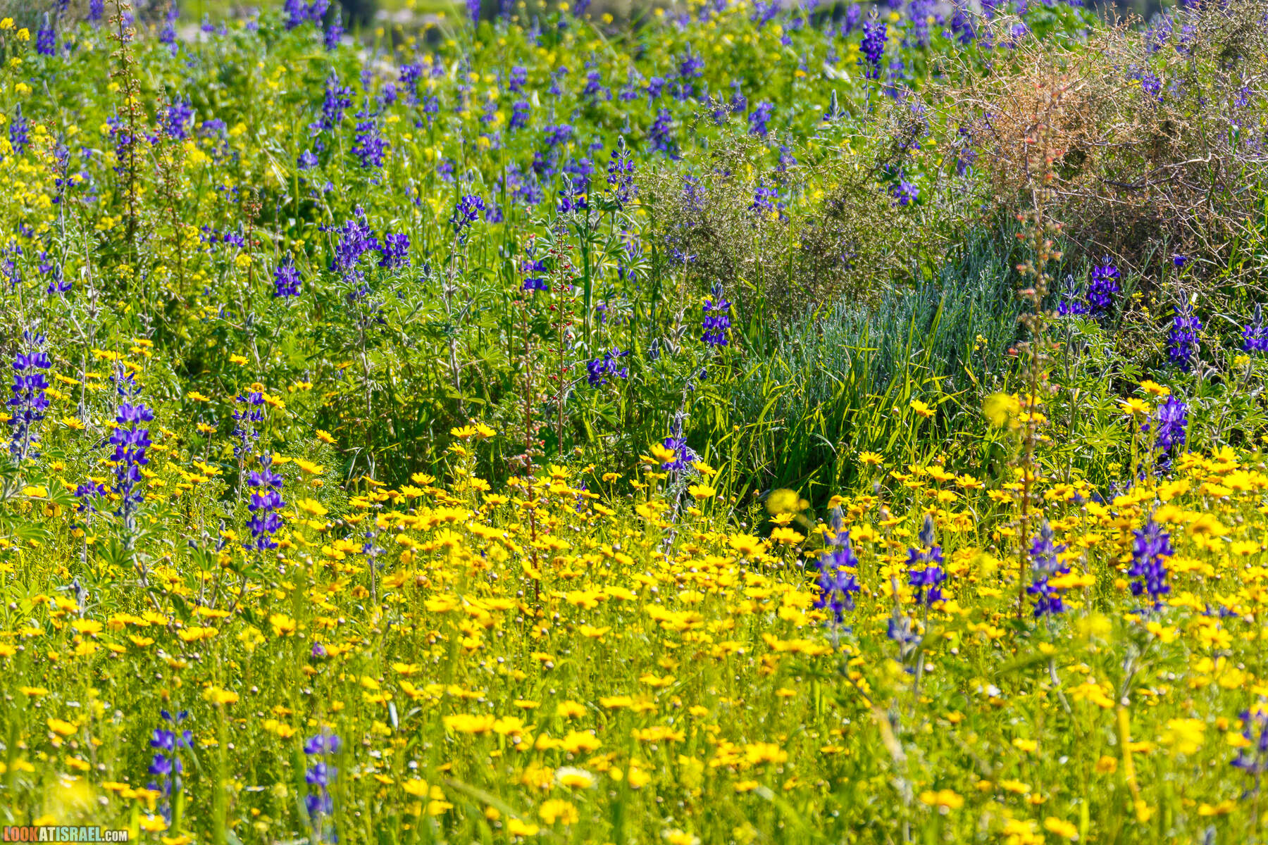 Люпины в Израиле | LookAtIsrael.com - Фото путешествия по Израилю