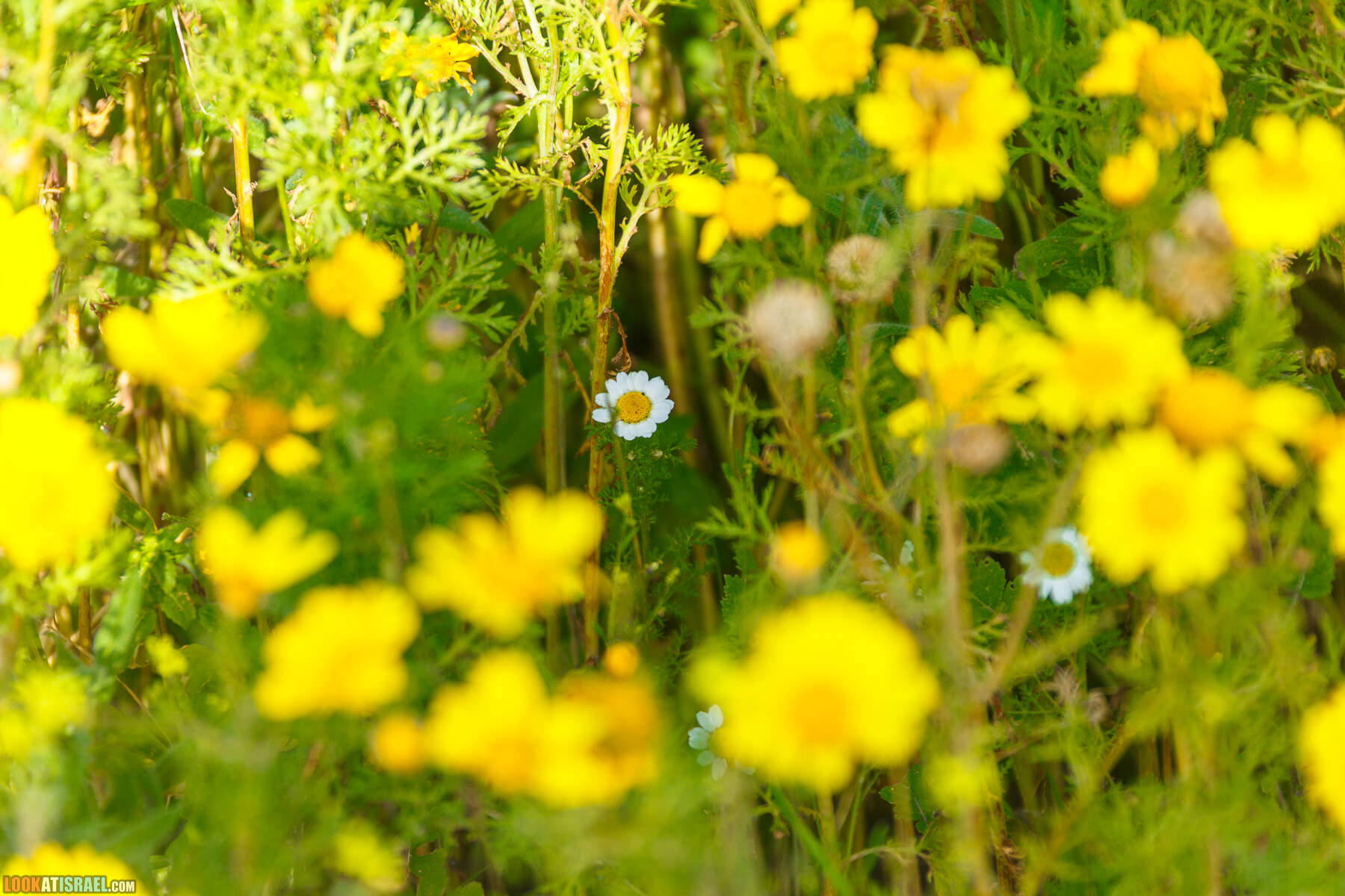 Люпины в Израиле | LookAtIsrael.com - Фото путешествия по Израилю