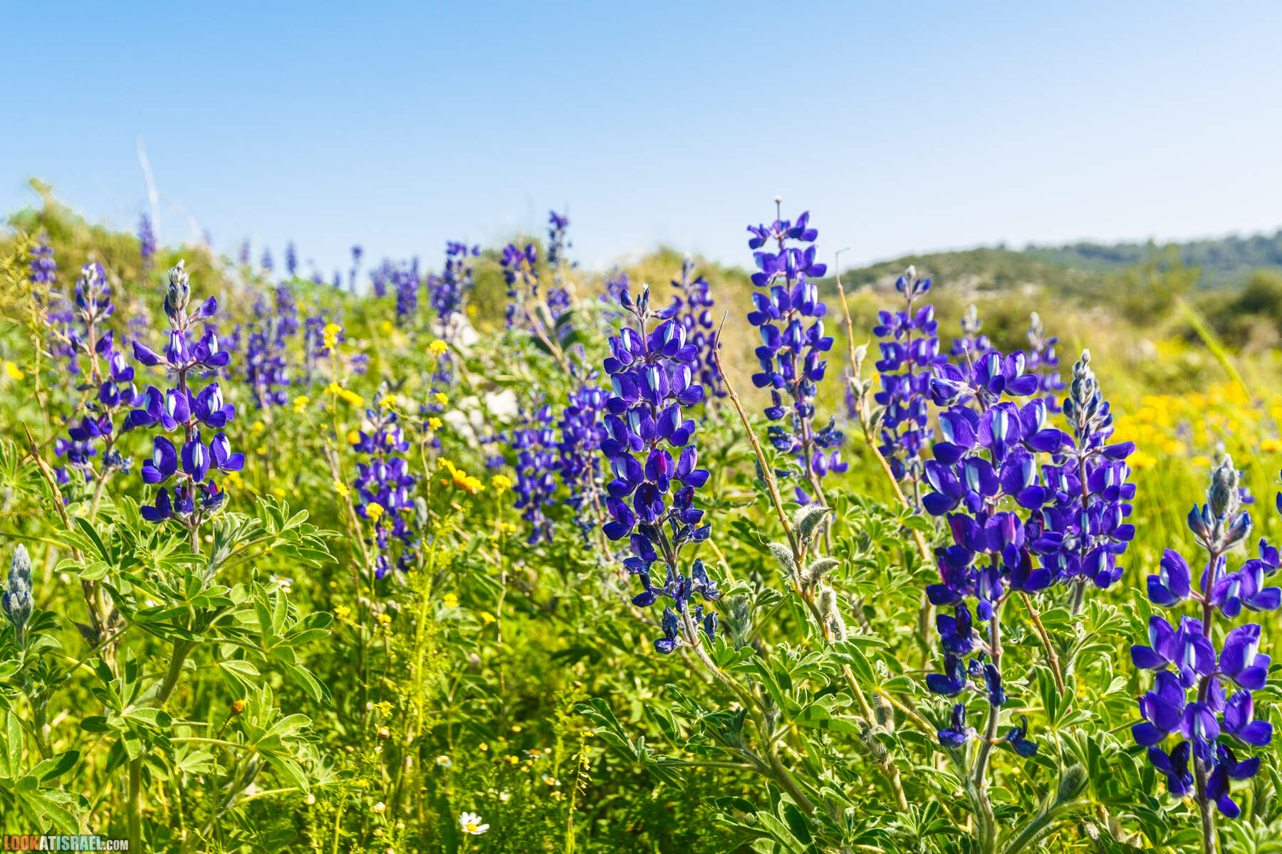 Люпины в Израиле | LookAtIsrael.com - Фото путешествия по Израилю