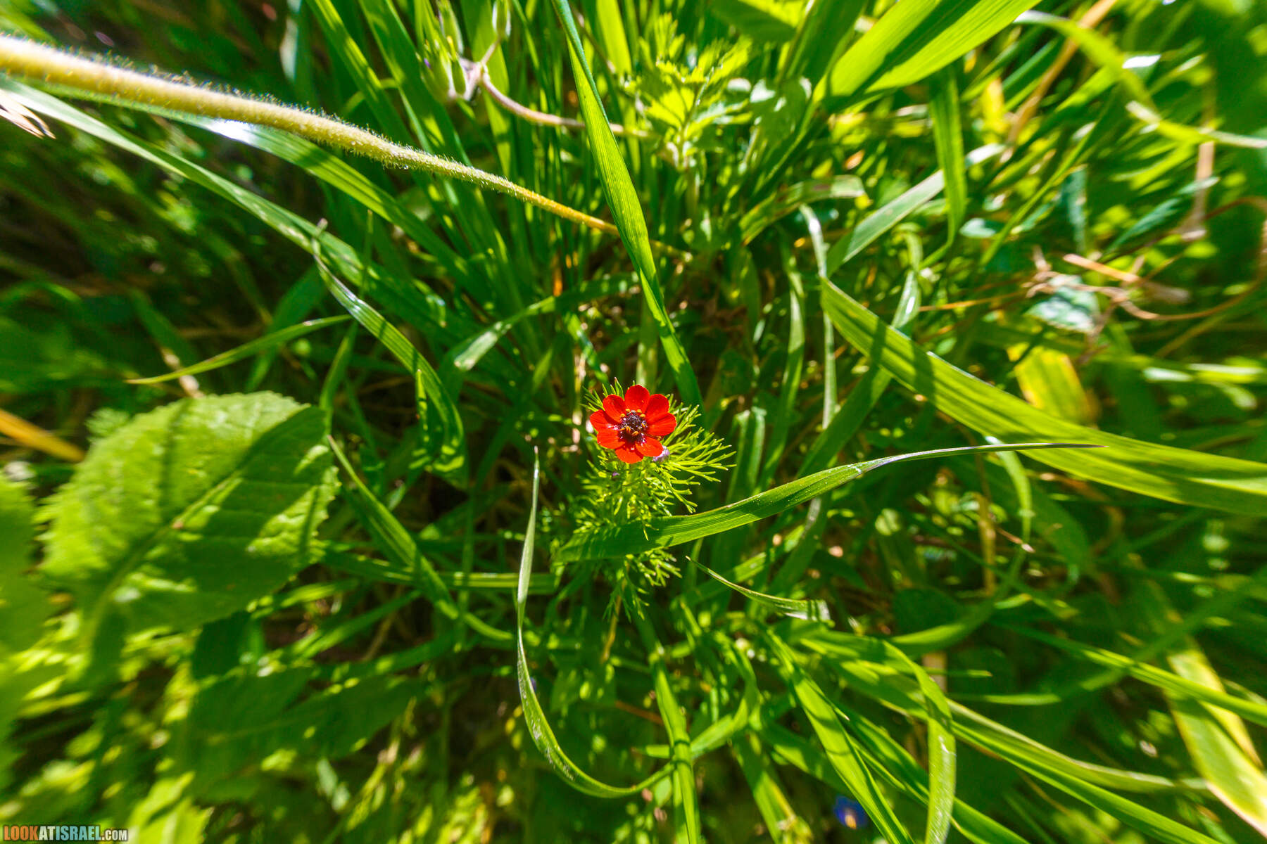 Люпины в Израиле | LookAtIsrael.com - Фото путешествия по Израилю