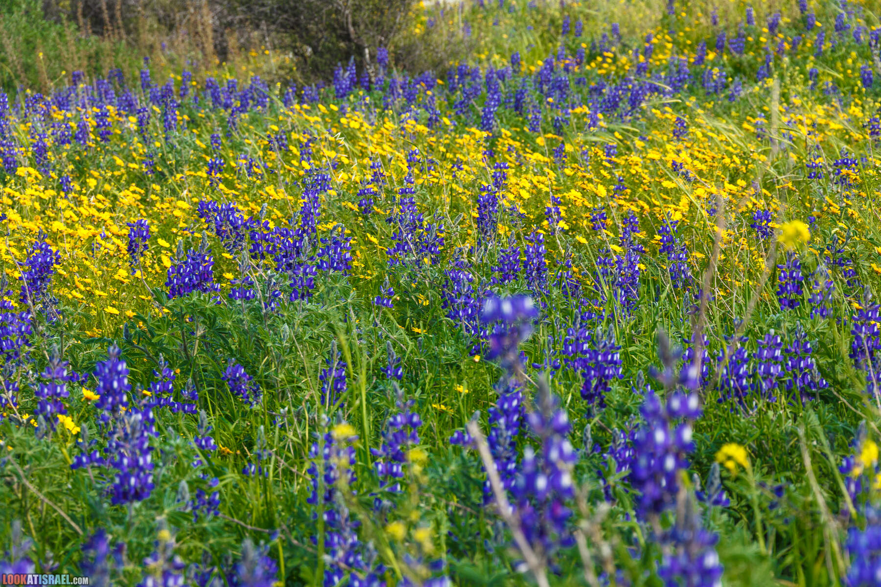 Люпины в Израиле | LookAtIsrael.com - Фото путешествия по Израилю