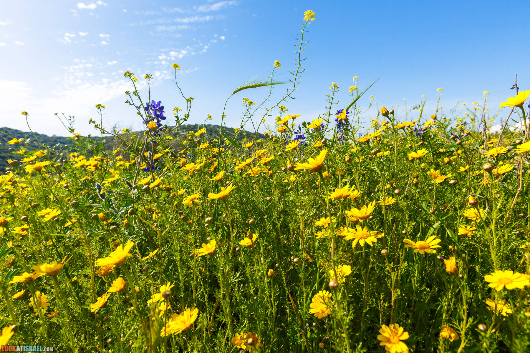 Люпины в Израиле | LookAtIsrael.com - Фото путешествия по Израилю