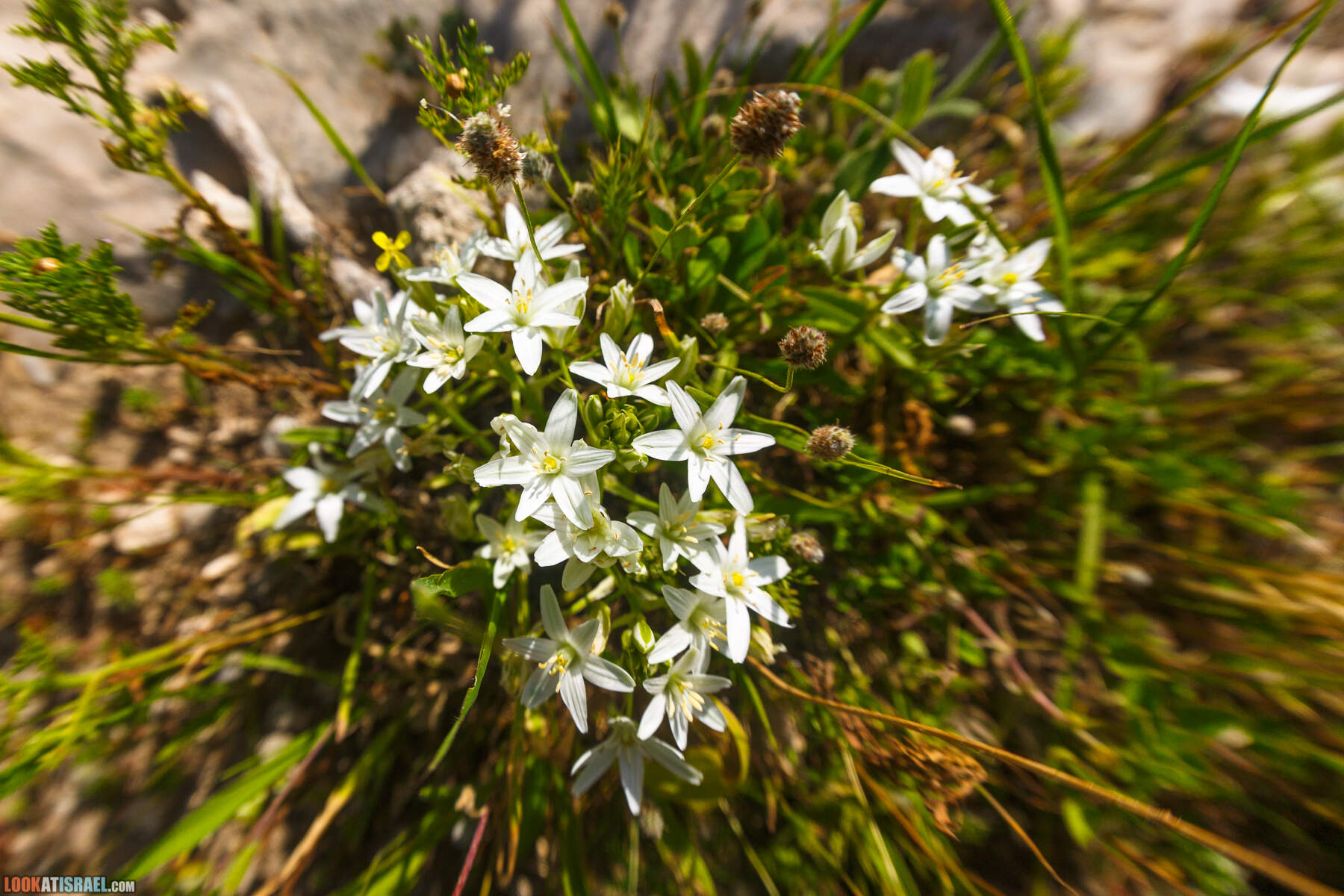 Люпины в Израиле | LookAtIsrael.com - Фото путешествия по Израилю
