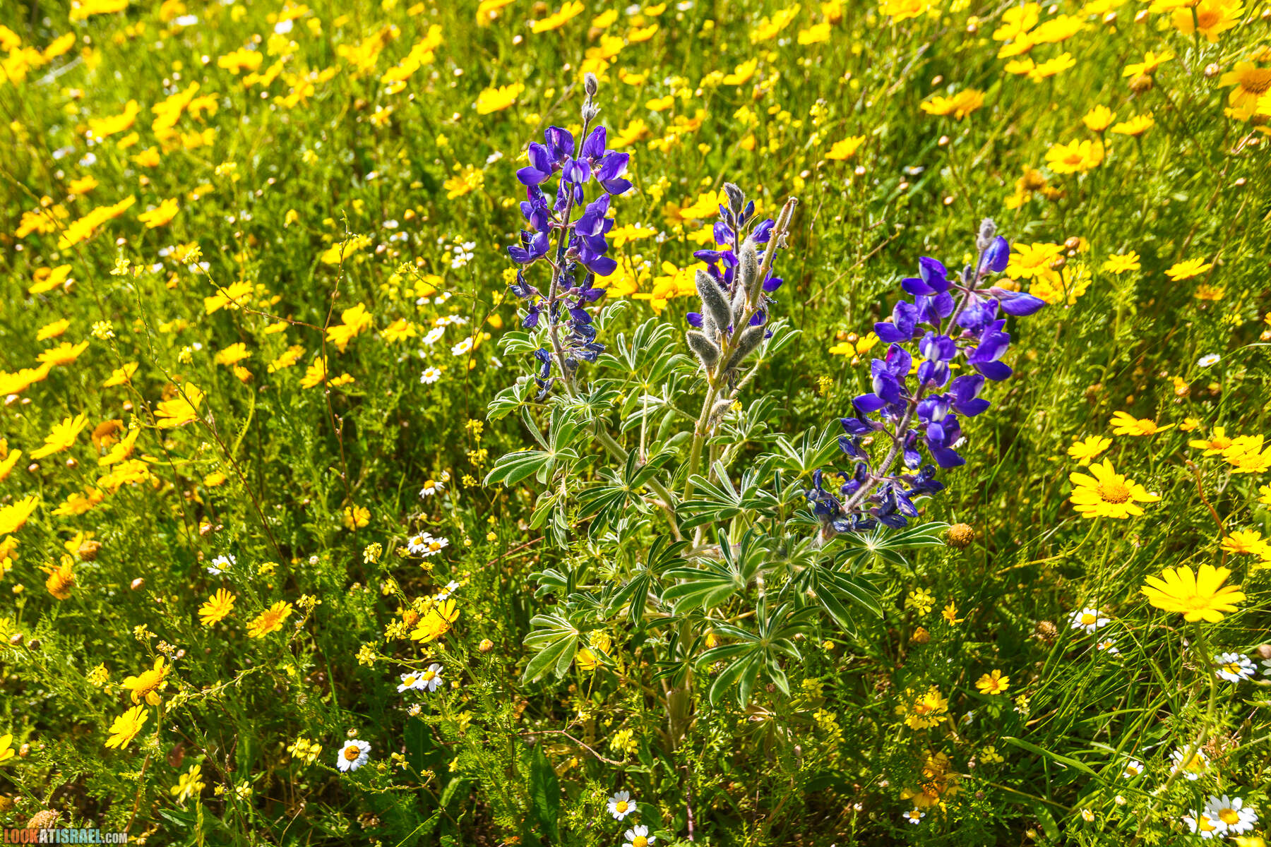 Люпины в Израиле | LookAtIsrael.com - Фото путешествия по Израилю