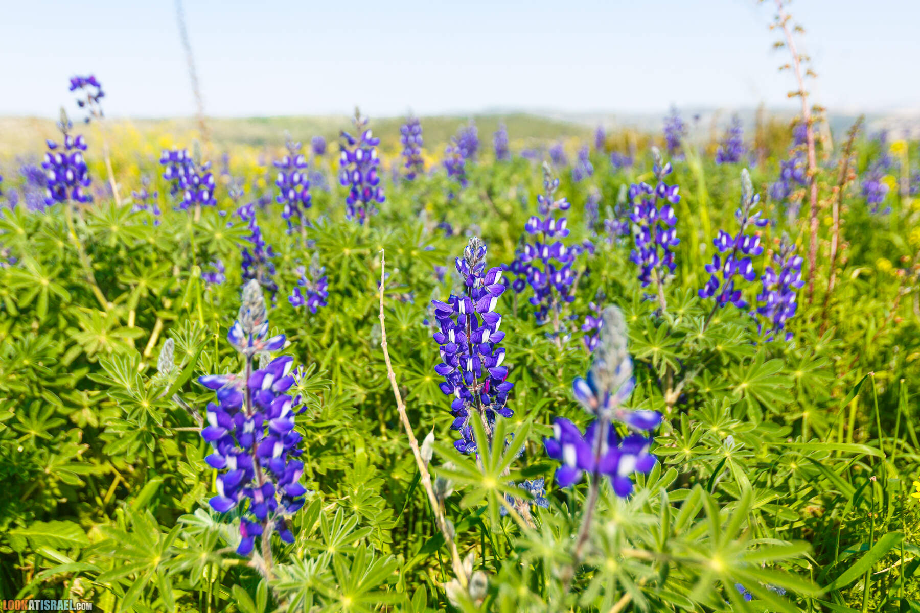 Люпины в Израиле | LookAtIsrael.com - Фото путешествия по Израилю