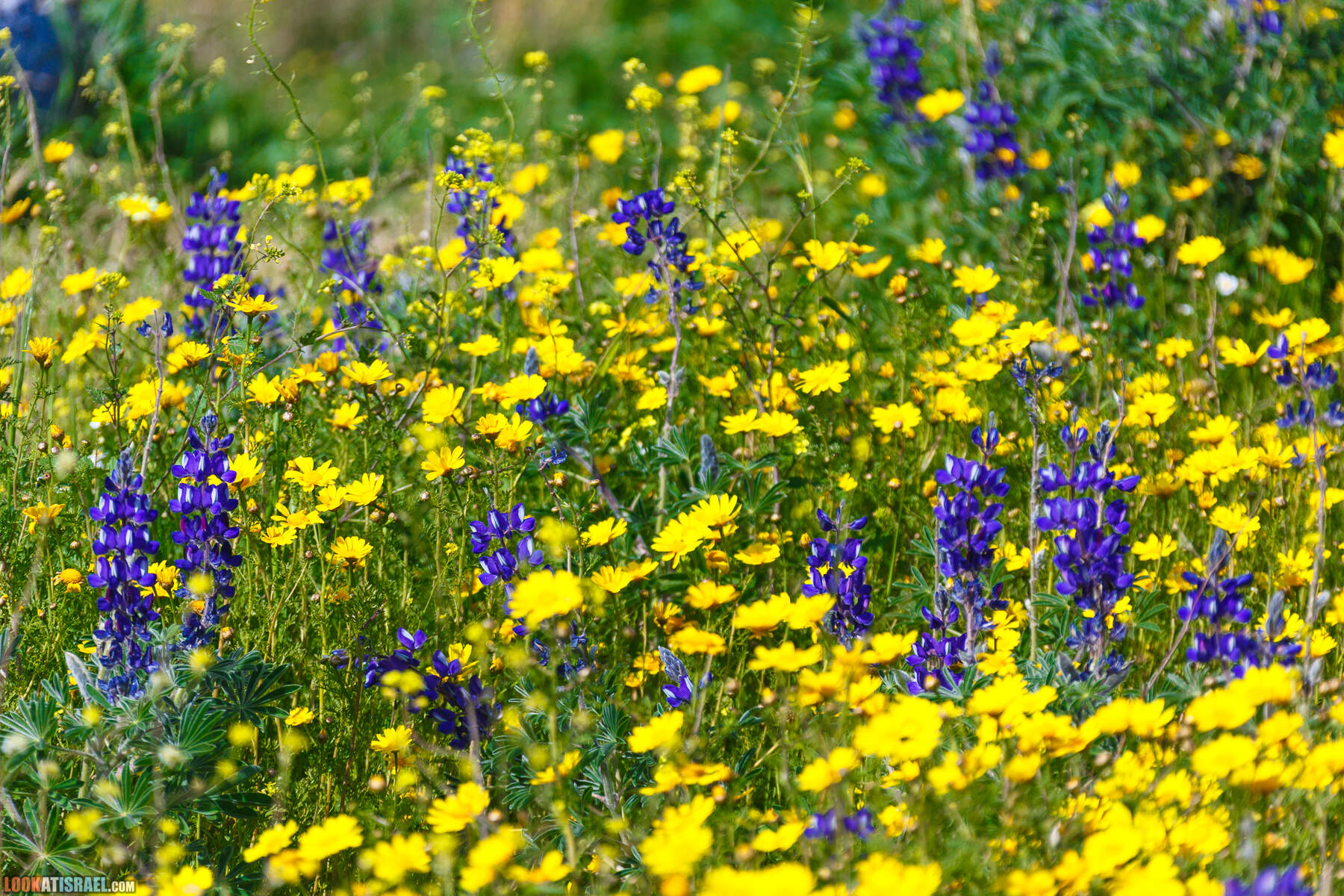 Люпины в Израиле | LookAtIsrael.com - Фото путешествия по Израилю