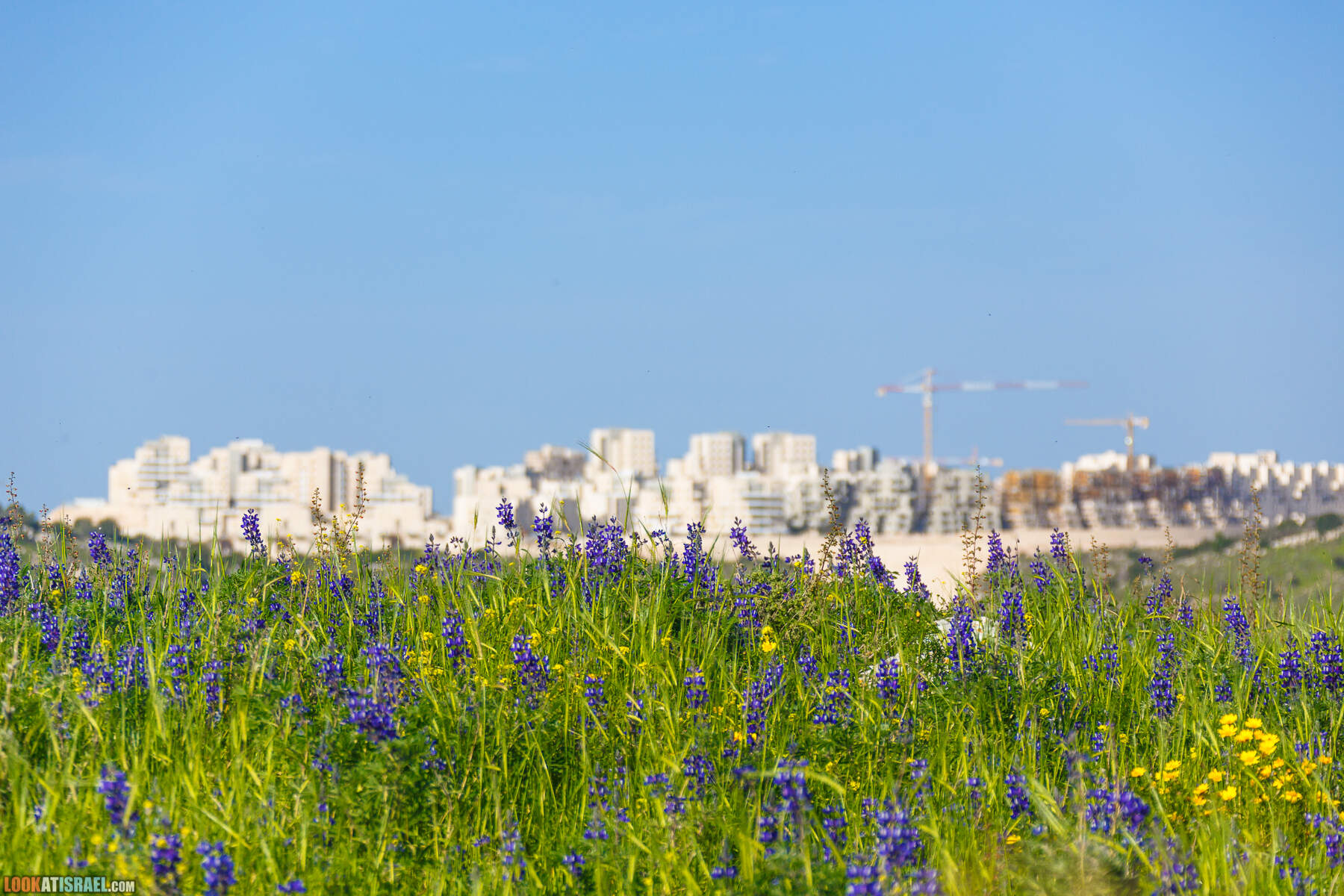 Люпины в Израиле | LookAtIsrael.com - Фото путешествия по Израилю