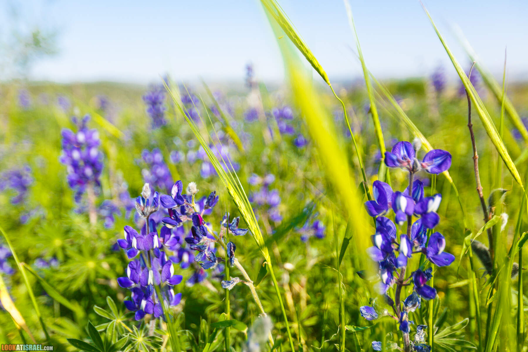 Люпины в Израиле | LookAtIsrael.com - Фото путешествия по Израилю