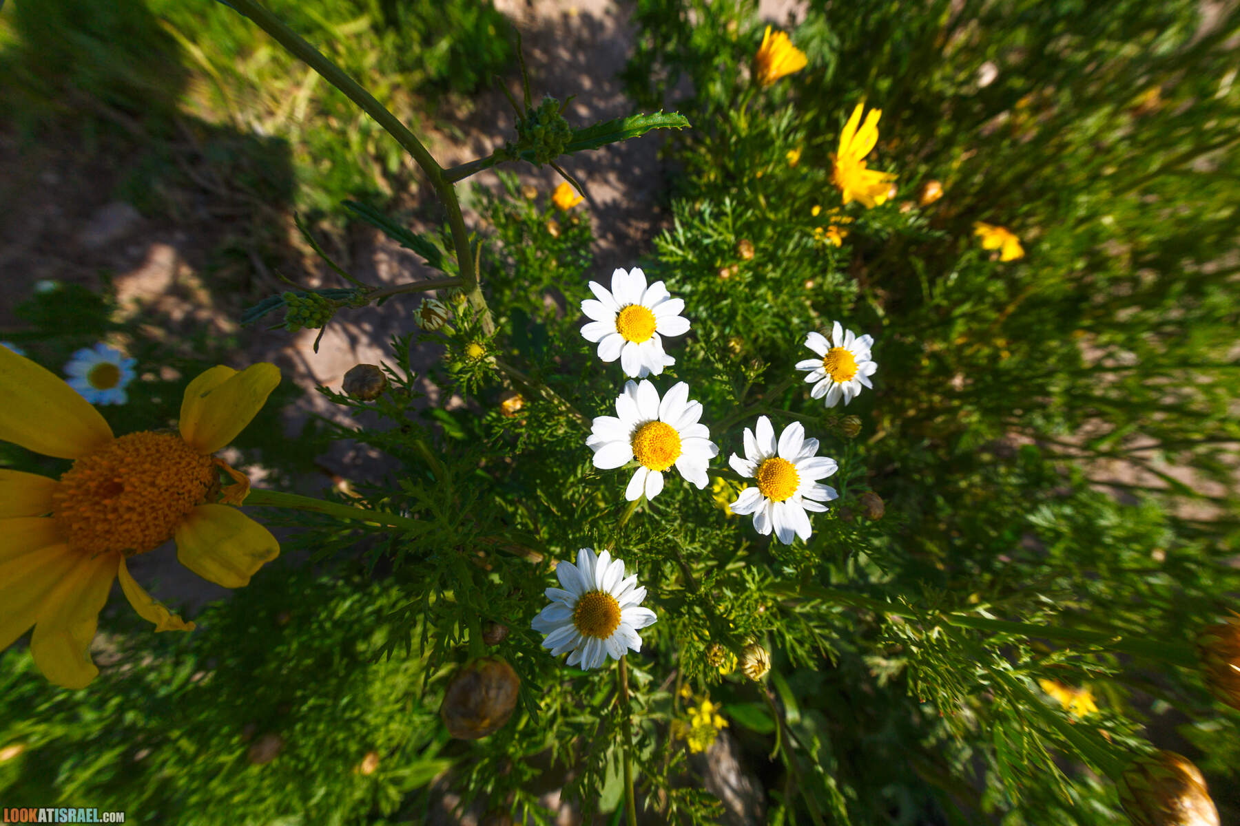 Люпины в Израиле | LookAtIsrael.com - Фото путешествия по Израилю