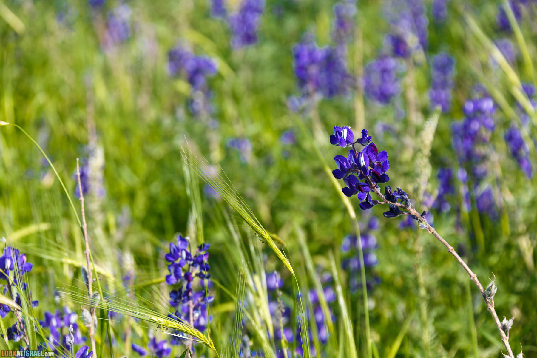 Люпины в Израиле | LookAtIsrael.com - Фото путешествия по Израилю