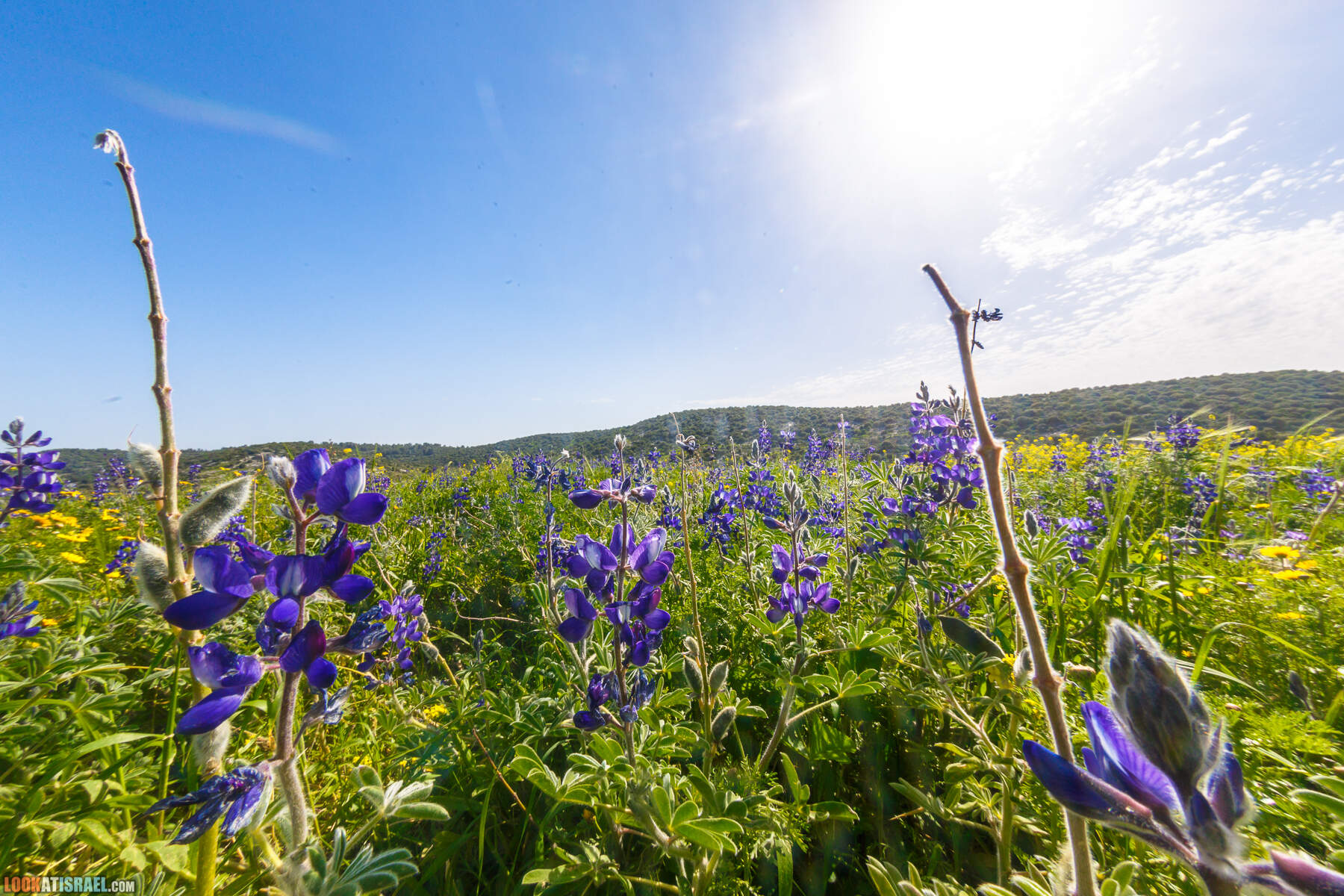 Люпины в Израиле | LookAtIsrael.com - Фото путешествия по Израилю