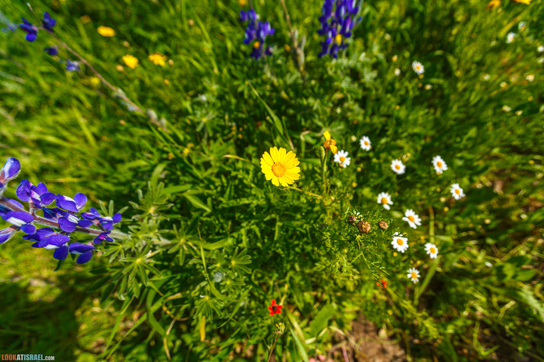 Люпины в Израиле | LookAtIsrael.com - Фото путешествия по Израилю