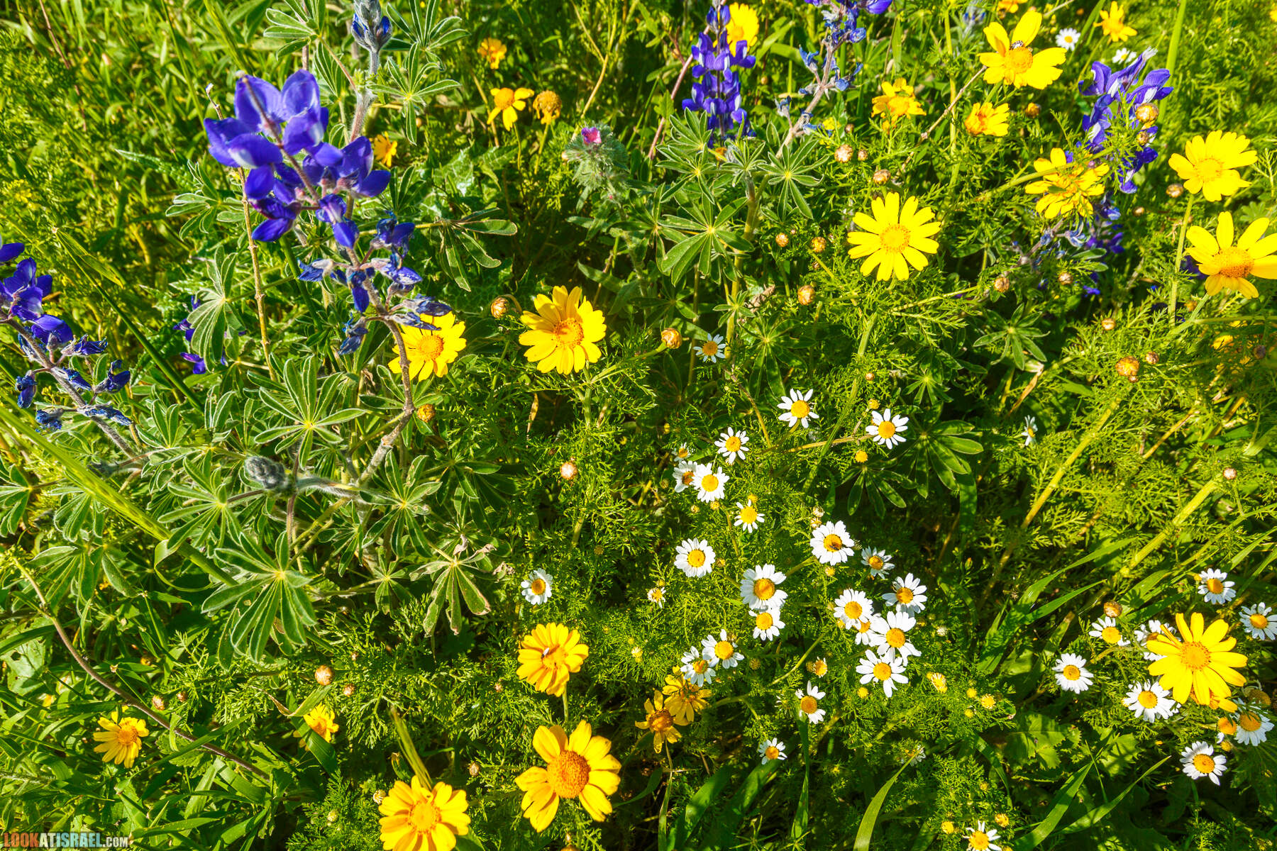 Люпины в Израиле | LookAtIsrael.com - Фото путешествия по Израилю