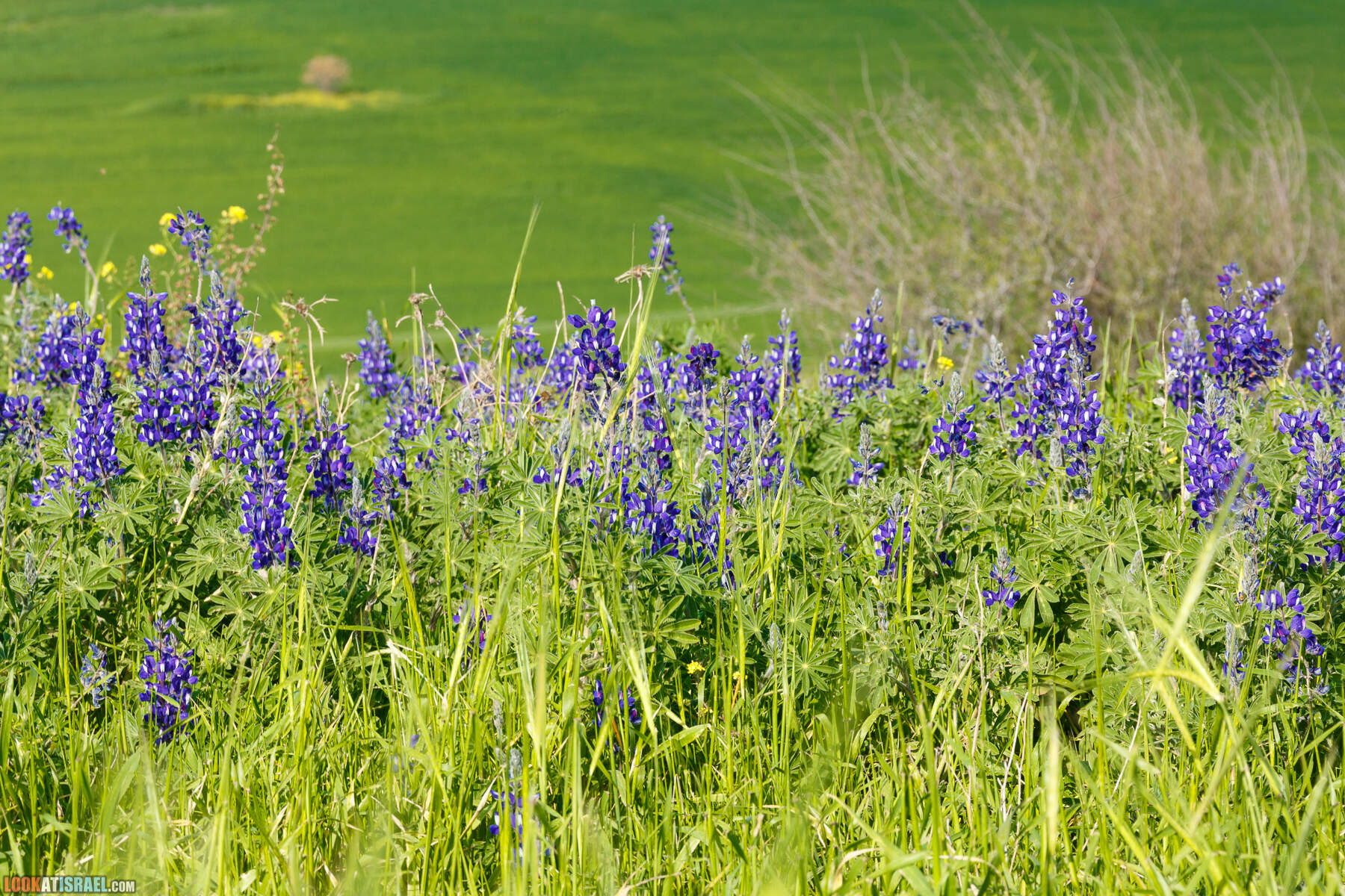 Люпины в Израиле | LookAtIsrael.com - Фото путешествия по Израилю