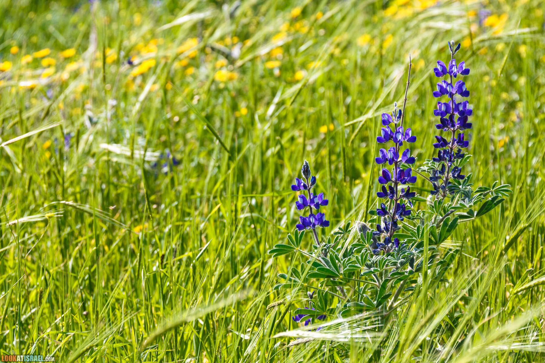 Люпины в Израиле | LookAtIsrael.com - Фото путешествия по Израилю