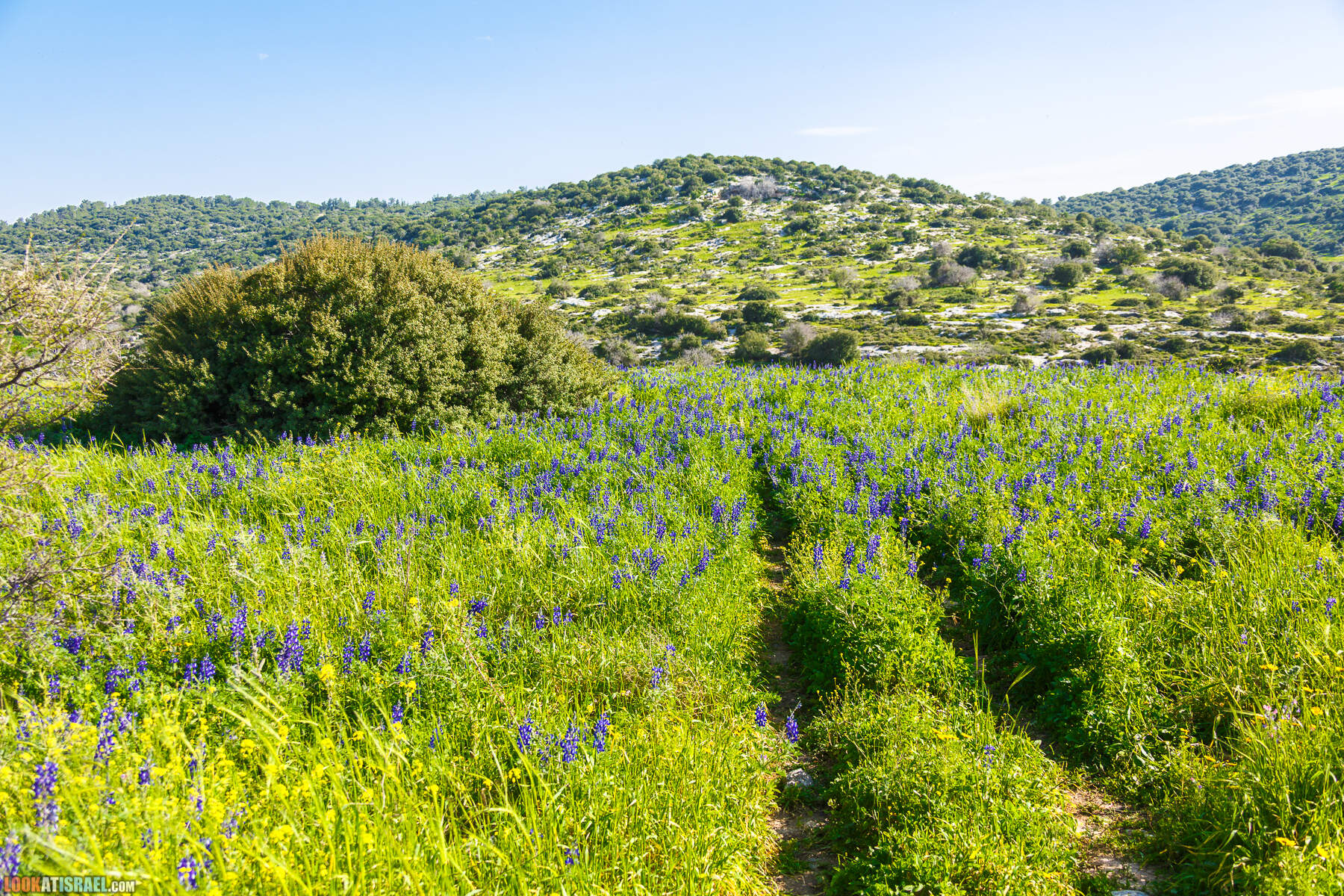 Люпины в Израиле | LookAtIsrael.com - Фото путешествия по Израилю