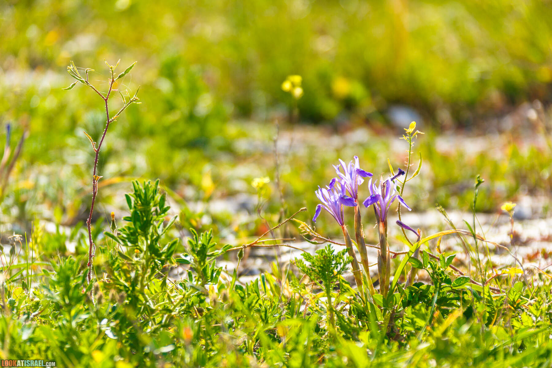 Люпины в Израиле | LookAtIsrael.com - Фото путешествия по Израилю
