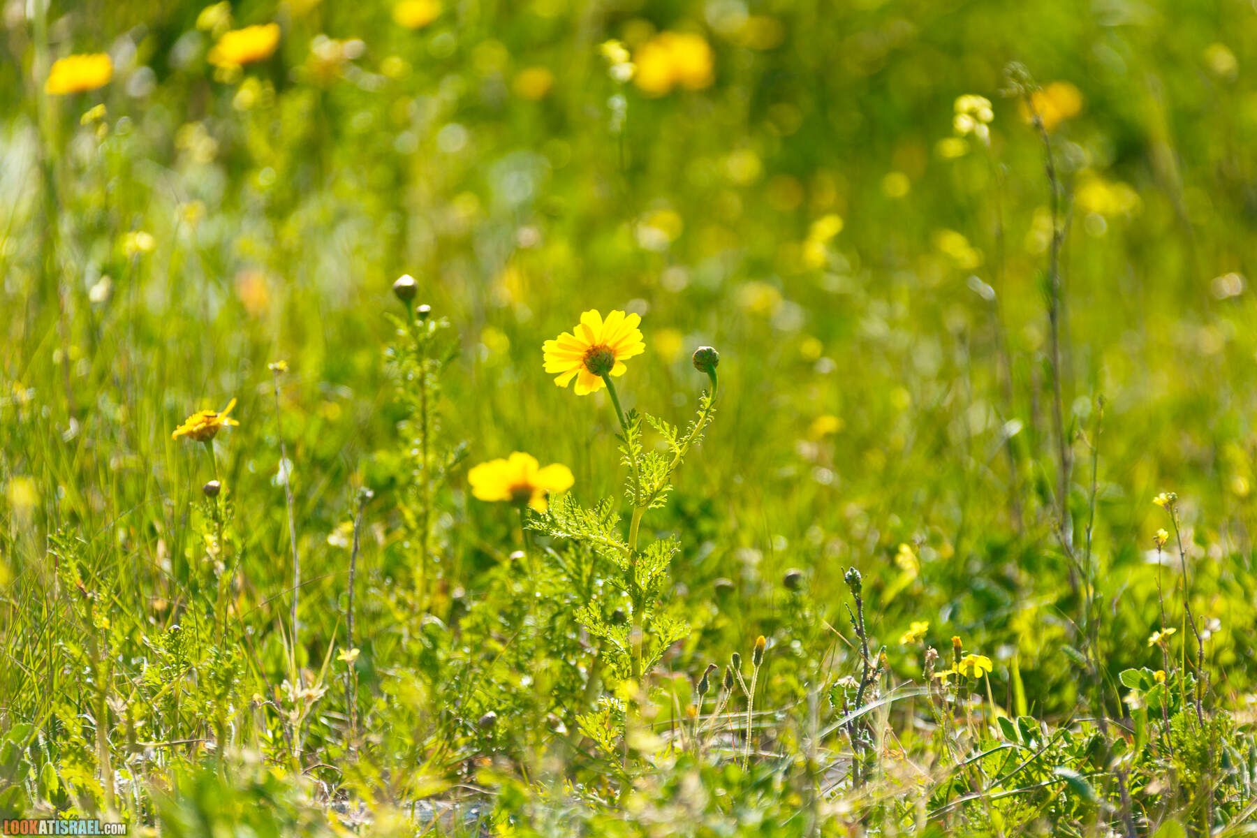 Люпины в Израиле | LookAtIsrael.com - Фото путешествия по Израилю