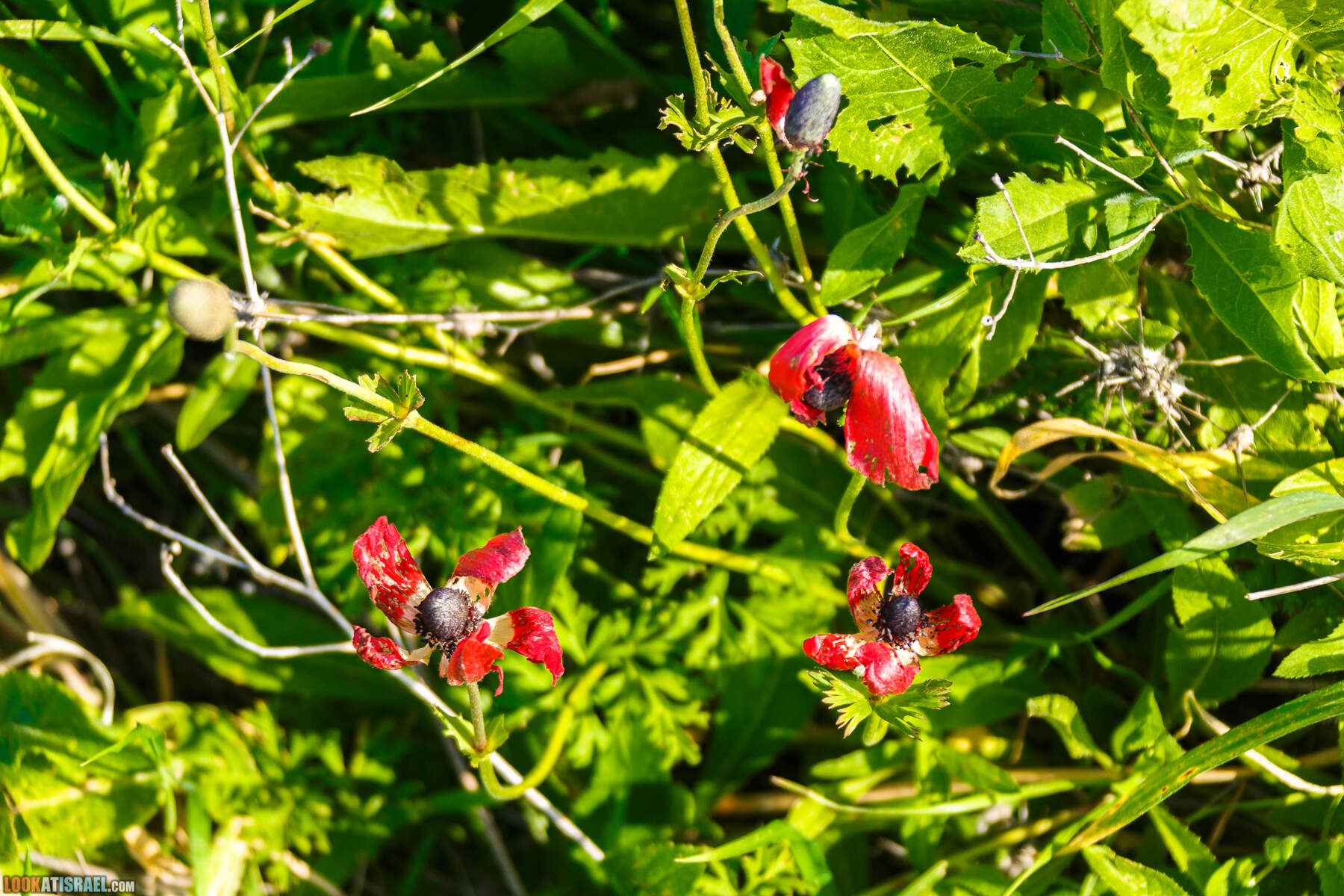 Люпины в Израиле | LookAtIsrael.com - Фото путешествия по Израилю