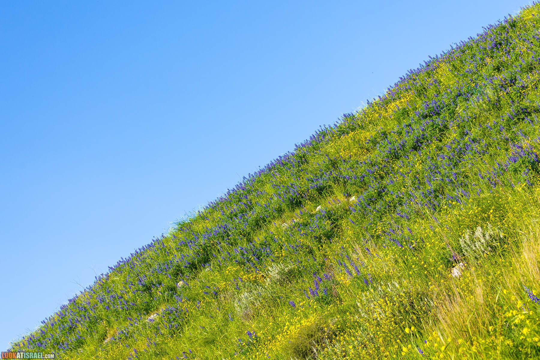 Люпины в Израиле | LookAtIsrael.com - Фото путешествия по Израилю