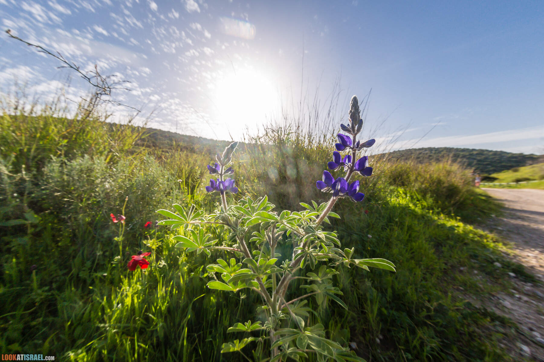 Люпины в Израиле | LookAtIsrael.com - Фото путешествия по Израилю