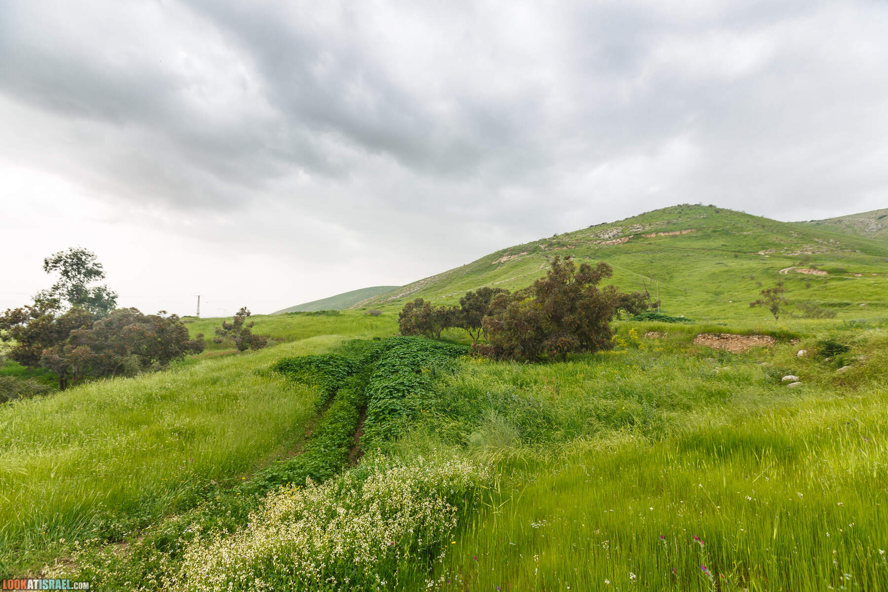 LookAtIsrael.com - Заповедник Ум Зука в Иорданской долине, Израиль | Um Zuka Reserve, Jordan valley, Israel | שמורת אום זוקה בבקעת ירדן
