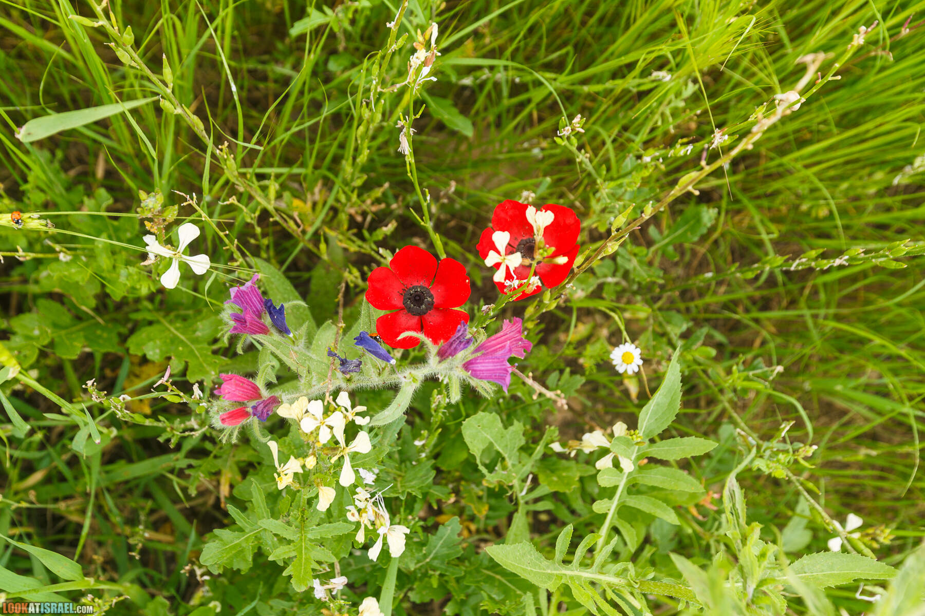 LookAtIsrael.com - Заповедник Ум Зука в Иорданской долине, Израиль | Um Zuka Reserve, Jordan valley, Israel | שמורת אום זוקה בבקעת ירדן