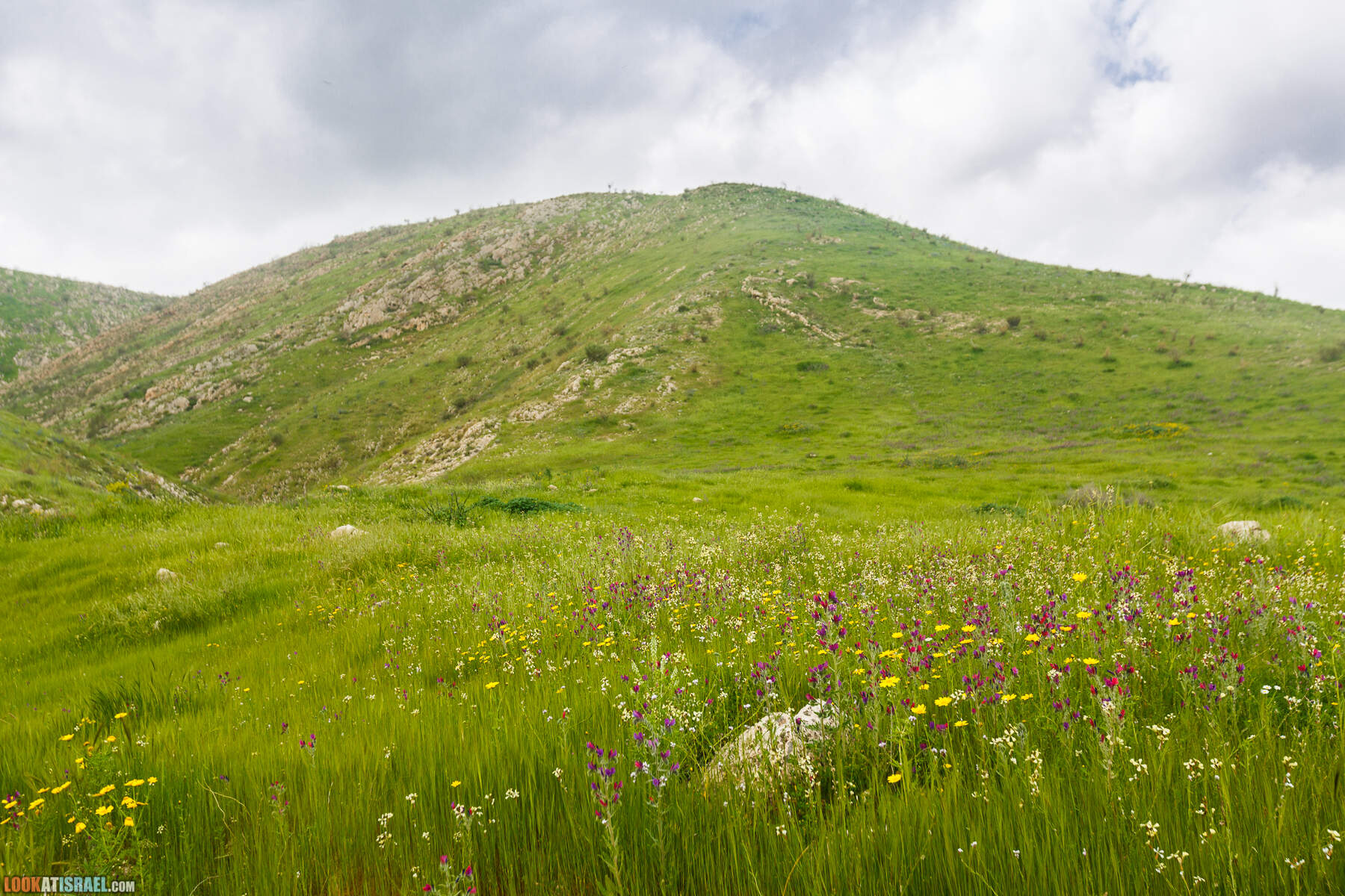 LookAtIsrael.com - Заповедник Ум Зука в Иорданской долине, Израиль | Um Zuka Reserve, Jordan valley, Israel | שמורת אום זוקה בבקעת ירדן