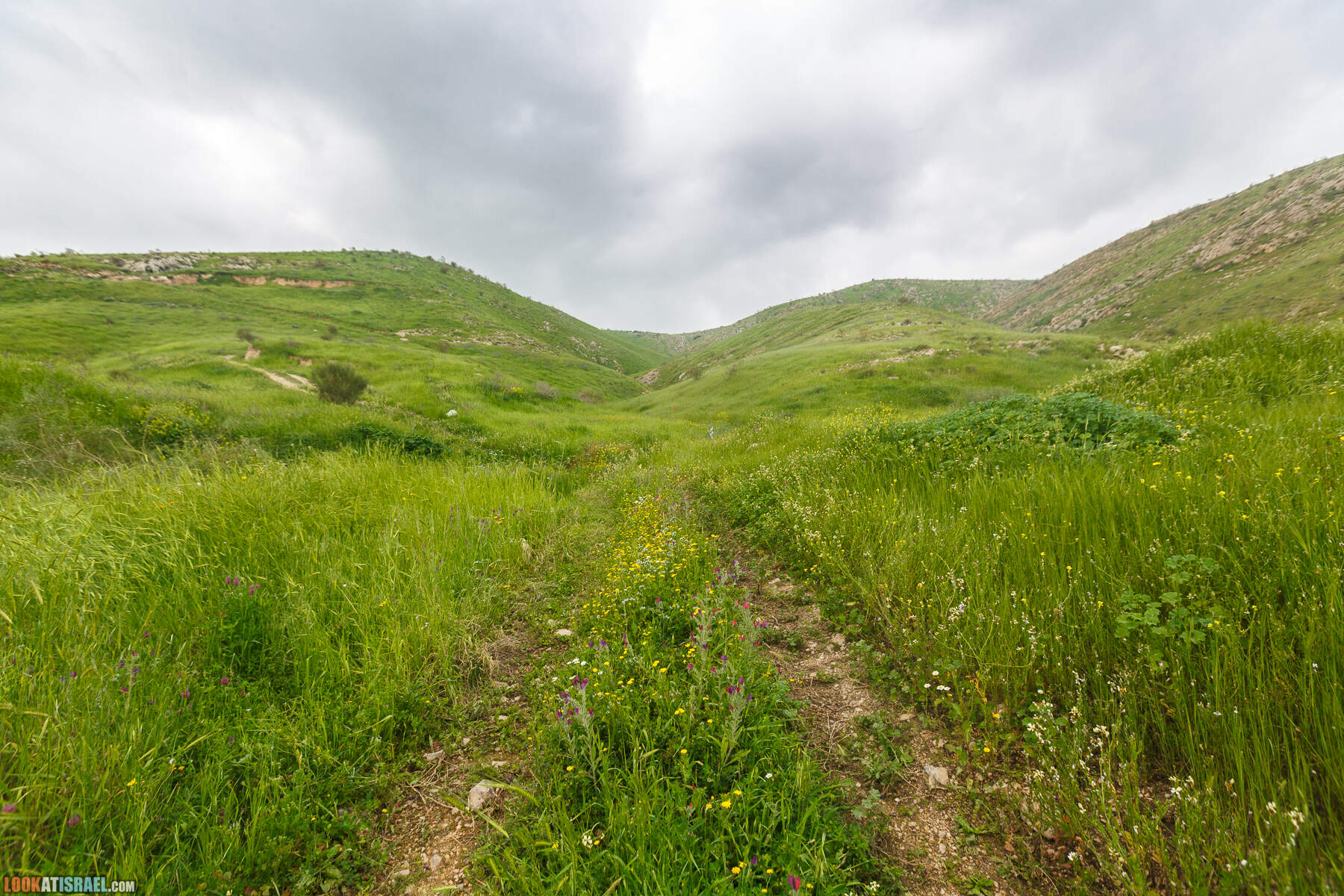 LookAtIsrael.com - Заповедник Ум Зука в Иорданской долине, Израиль | Um Zuka Reserve, Jordan valley, Israel | שמורת אום זוקה בבקעת ירדן