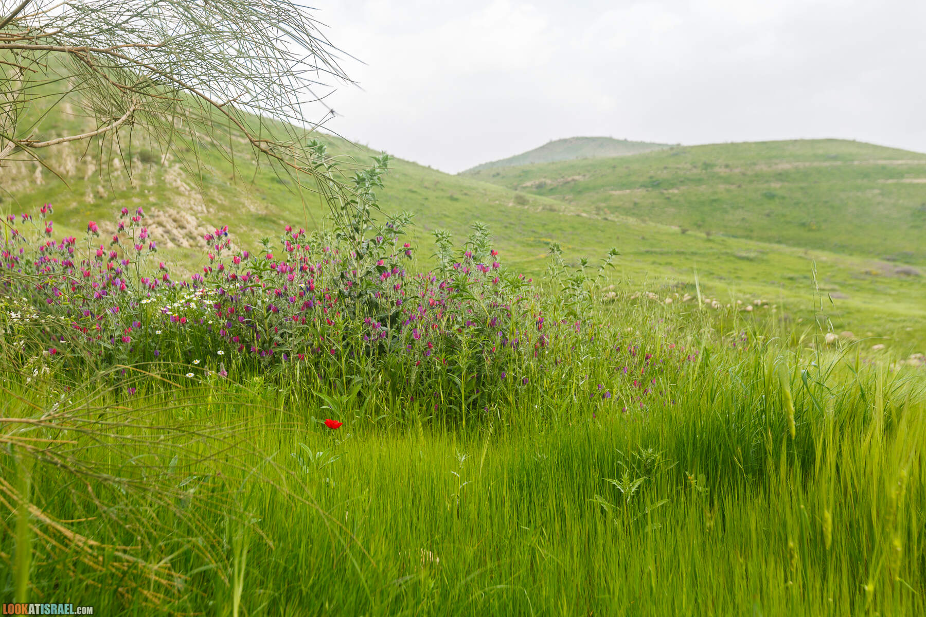 LookAtIsrael.com - Заповедник Ум Зука в Иорданской долине, Израиль | Um Zuka Reserve, Jordan valley, Israel | שמורת אום זוקה בבקעת ירדן