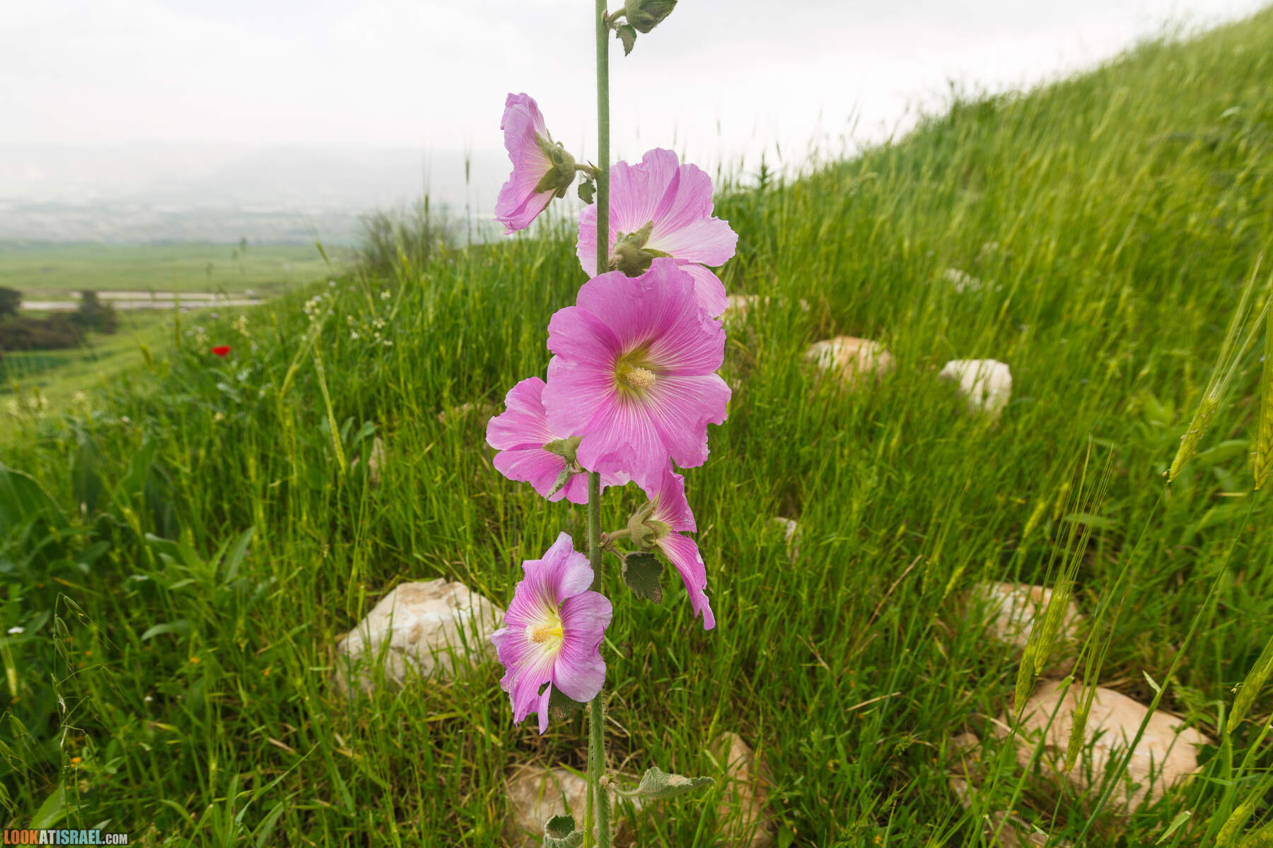 LookAtIsrael.com - Заповедник Ум Зука в Иорданской долине, Израиль | Um Zuka Reserve, Jordan valley, Israel | שמורת אום זוקה בבקעת ירדן