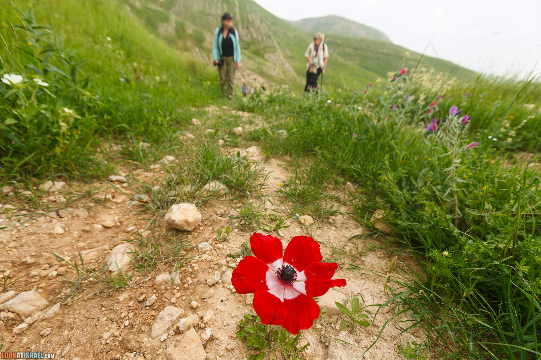 LookAtIsrael.com - Заповедник Ум Зука в Иорданской долине, Израиль | Um Zuka Reserve, Jordan valley, Israel | שמורת אום זוקה בבקעת ירדן