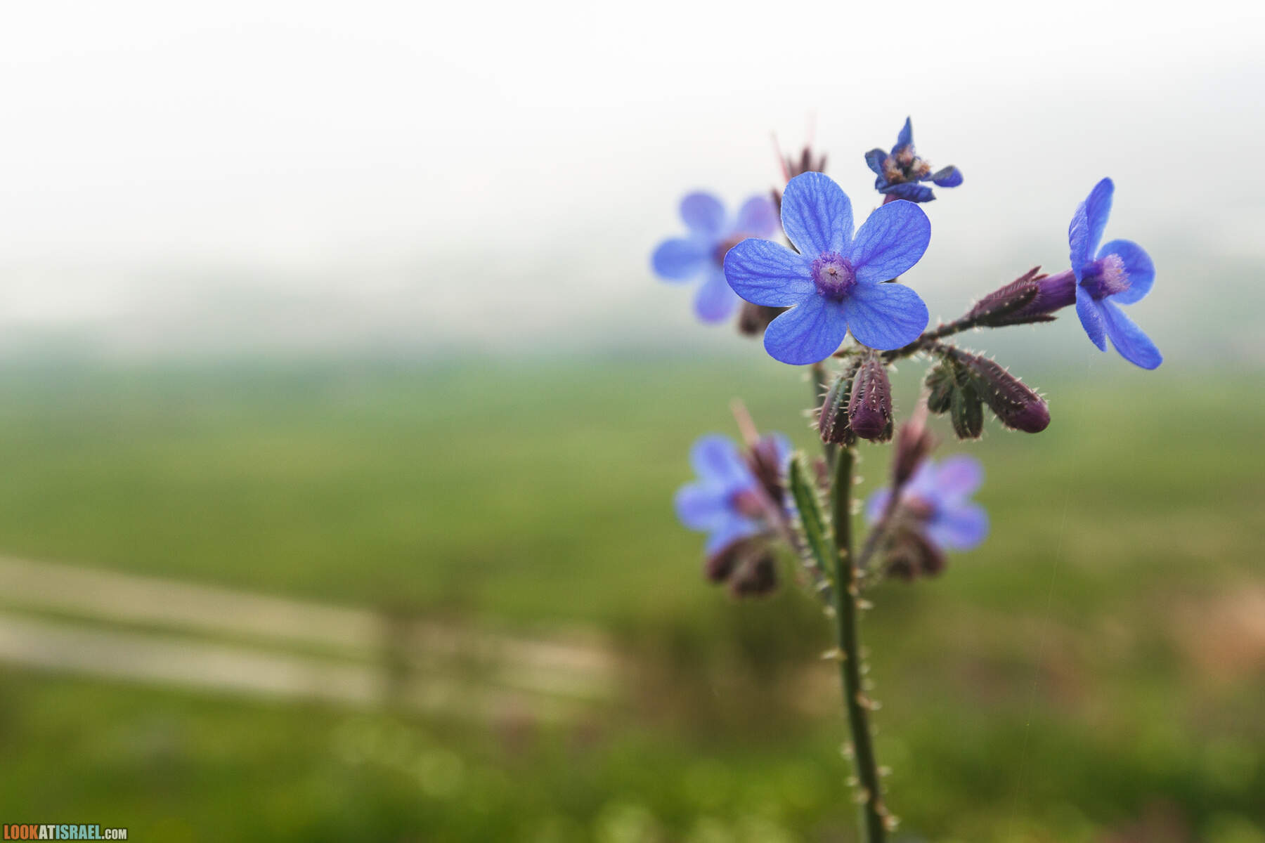 LookAtIsrael.com - Заповедник Ум Зука в Иорданской долине, Израиль | Um Zuka Reserve, Jordan valley, Israel | שמורת אום זוקה בבקעת ירדן