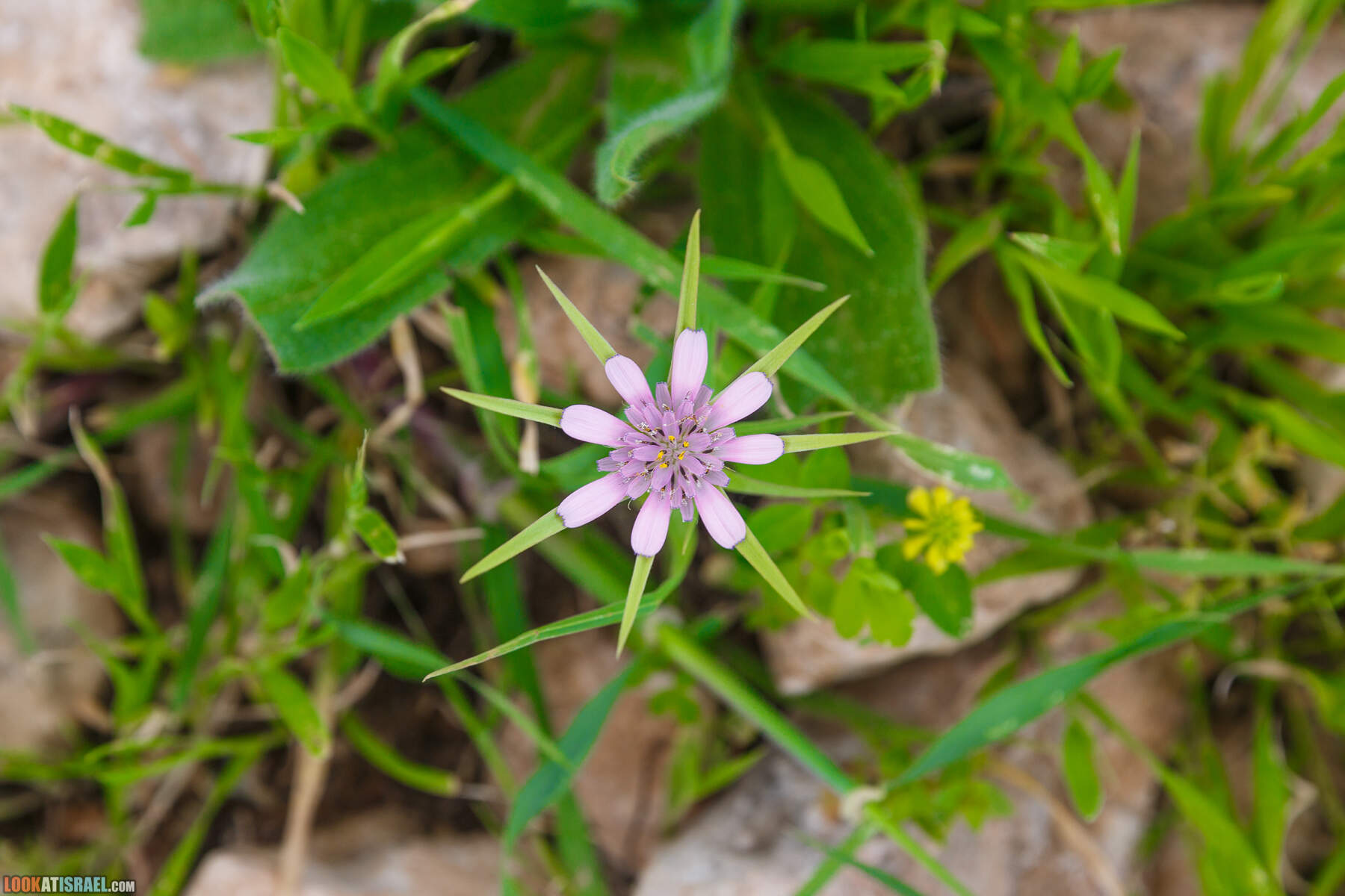 LookAtIsrael.com - Заповедник Ум Зука в Иорданской долине, Израиль | Um Zuka Reserve, Jordan valley, Israel | שמורת אום זוקה בבקעת ירדן