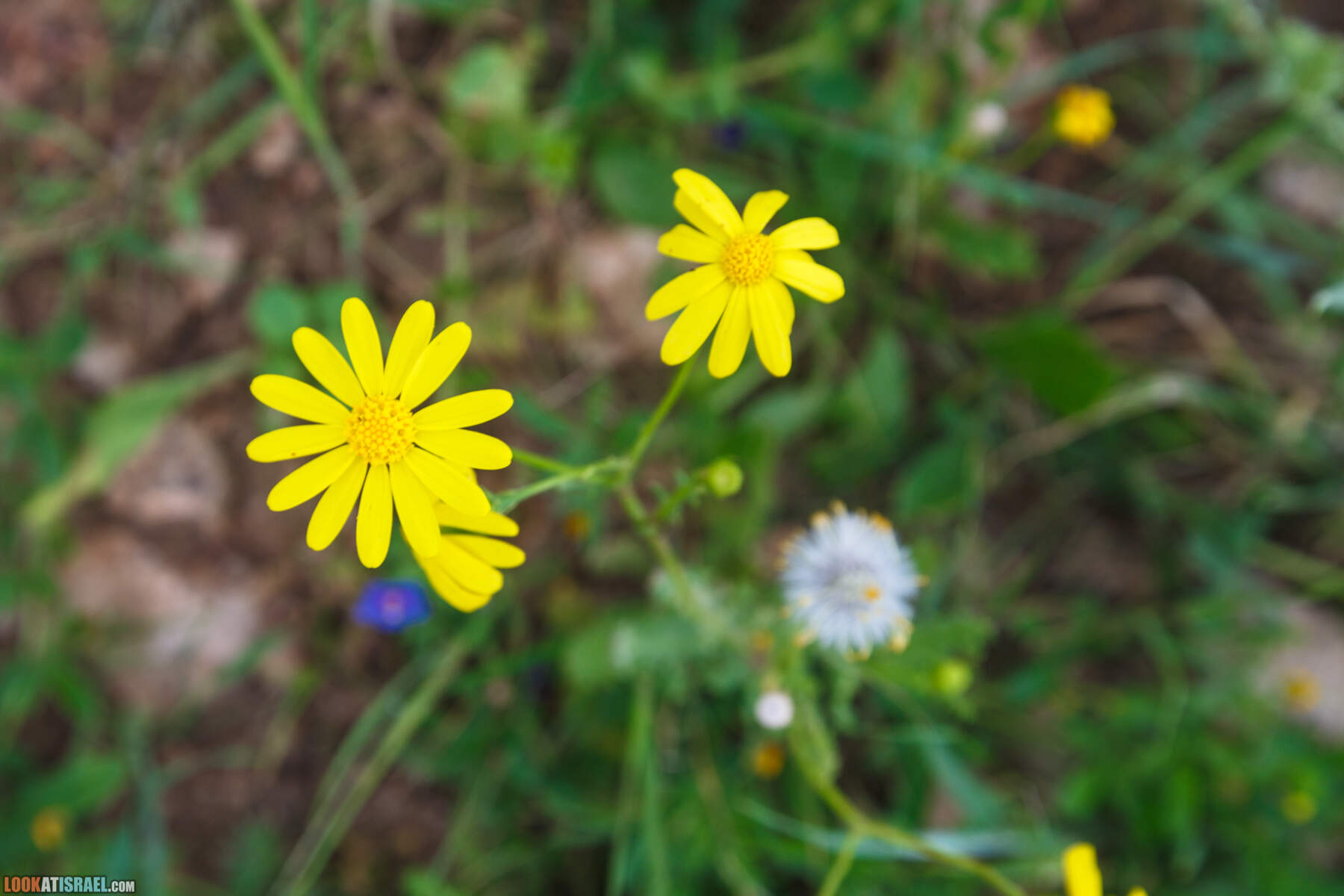 LookAtIsrael.com - Заповедник Ум Зука в Иорданской долине, Израиль | Um Zuka Reserve, Jordan valley, Israel | שמורת אום זוקה בבקעת ירדן