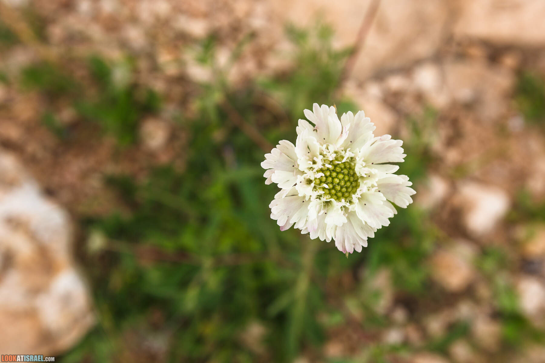 LookAtIsrael.com - Заповедник Ум Зука в Иорданской долине, Израиль | Um Zuka Reserve, Jordan valley, Israel | שמורת אום זוקה בבקעת ירדן