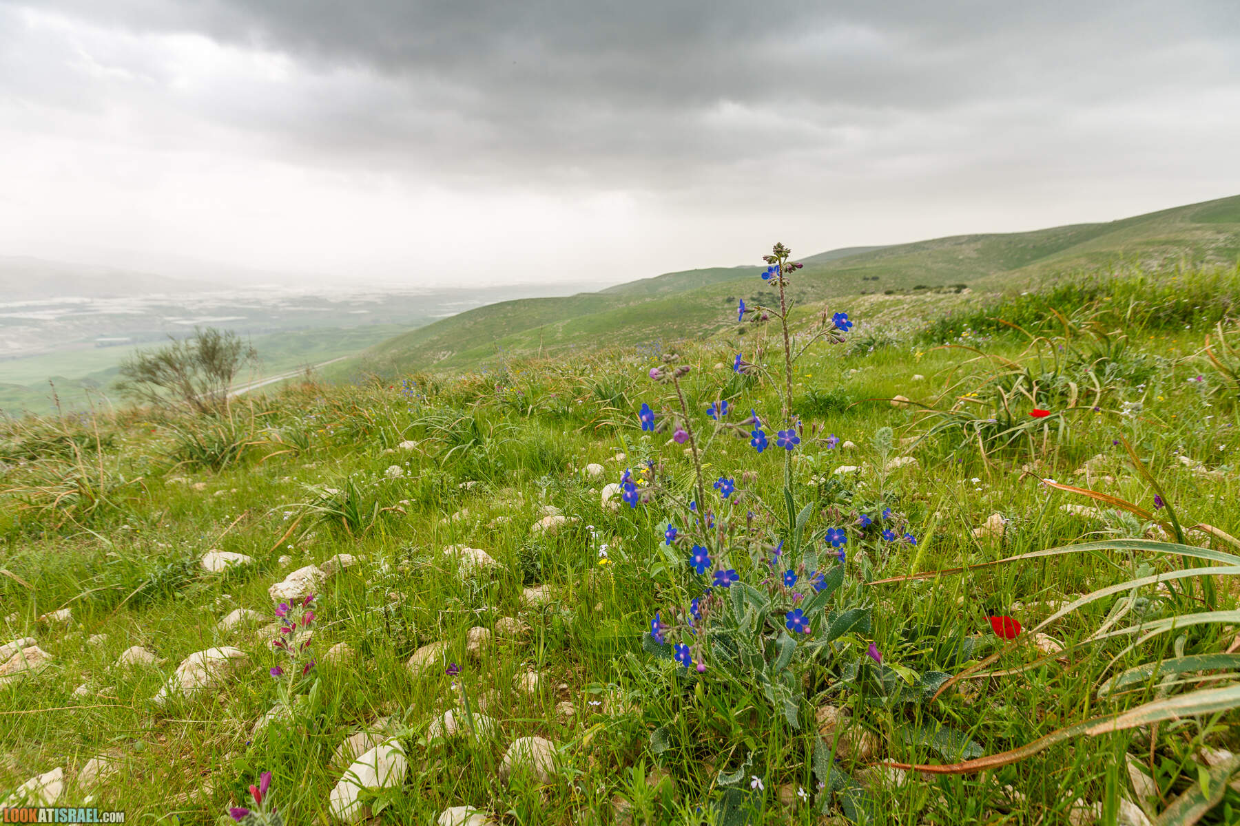 LookAtIsrael.com - Заповедник Ум Зука в Иорданской долине, Израиль | Um Zuka Reserve, Jordan valley, Israel | שמורת אום זוקה בבקעת ירדן