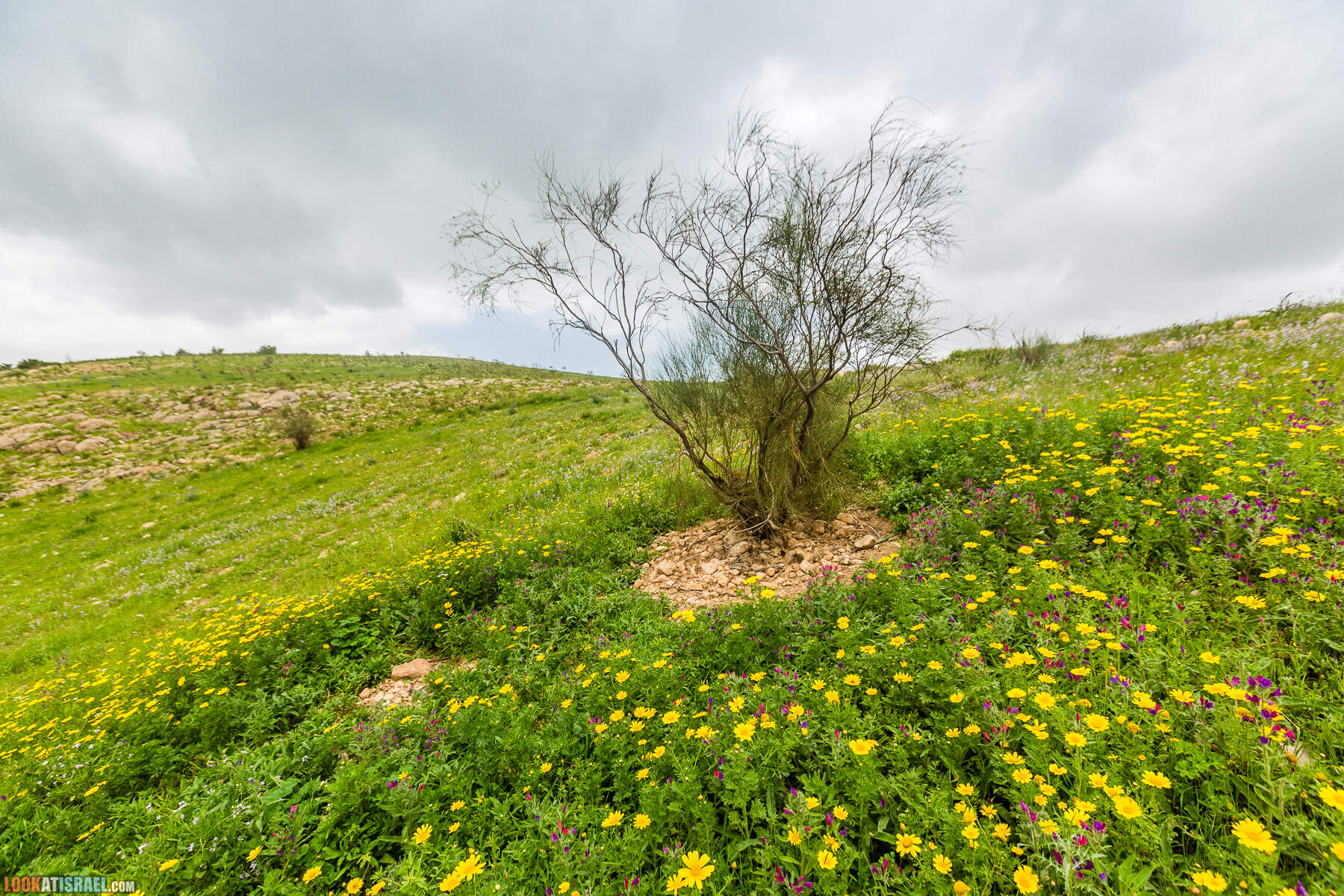 LookAtIsrael.com - Заповедник Ум Зука в Иорданской долине, Израиль | Um Zuka Reserve, Jordan valley, Israel | שמורת אום זוקה בבקעת ירדן
