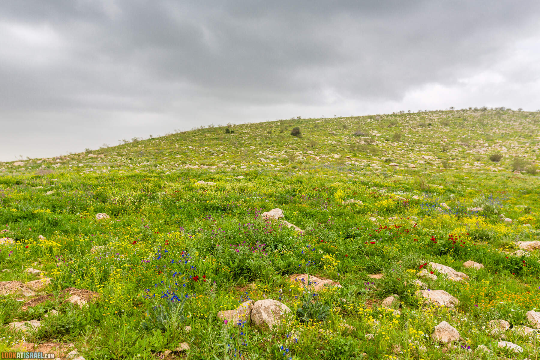 LookAtIsrael.com - Заповедник Ум Зука в Иорданской долине, Израиль | Um Zuka Reserve, Jordan valley, Israel | שמורת אום זוקה בבקעת ירדן