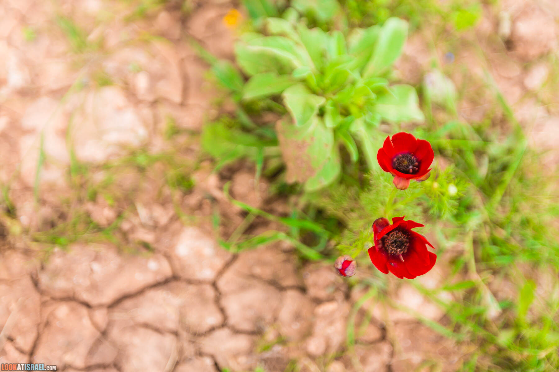 LookAtIsrael.com - Заповедник Ум Зука в Иорданской долине, Израиль | Um Zuka Reserve, Jordan valley, Israel | שמורת אום זוקה בבקעת ירדן